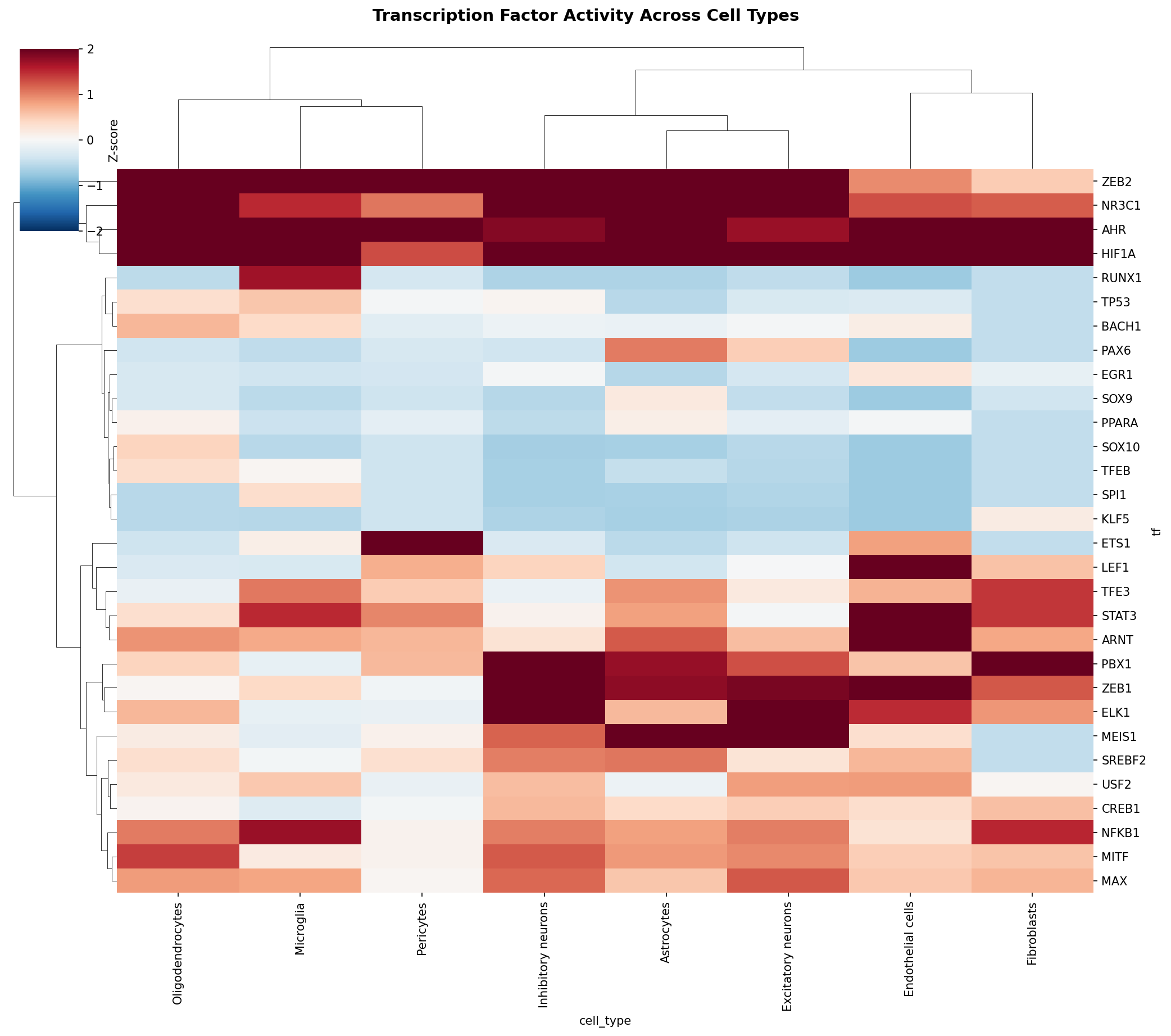 TF Activity Heatmap