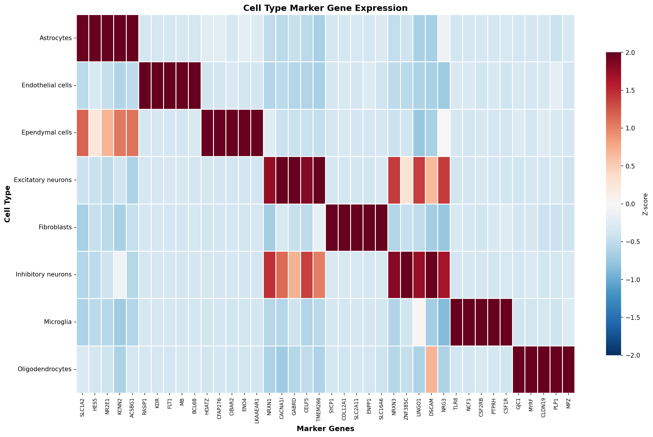 Marker Gene Heatmap