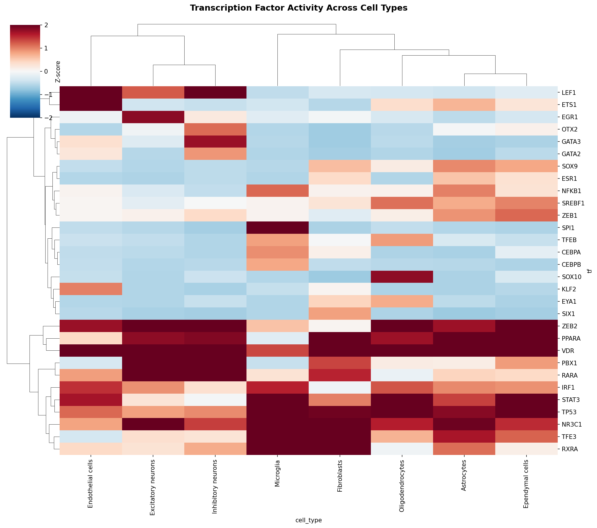 TF Activity Heatmap