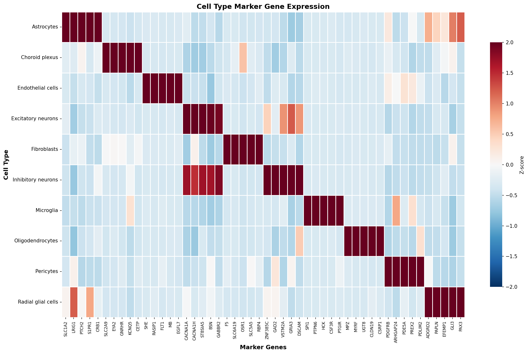 Marker Gene Heatmap