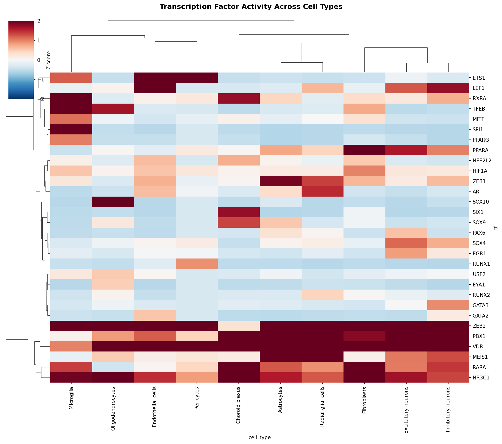 TF Activity Heatmap
