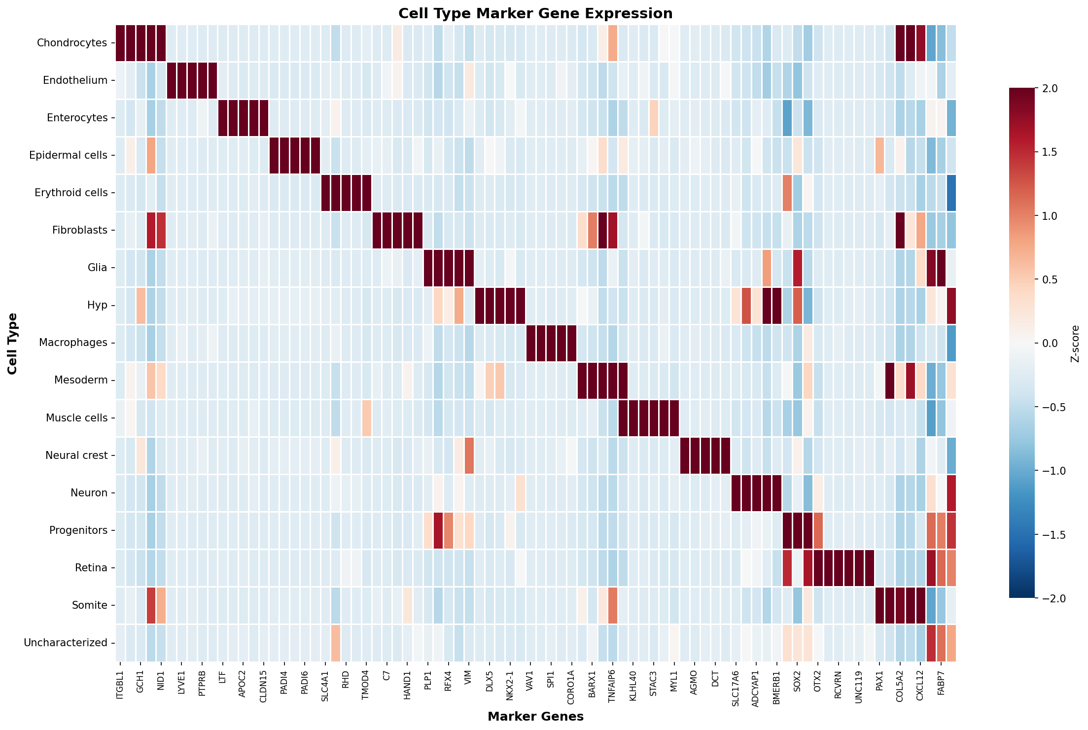 Marker Gene Heatmap