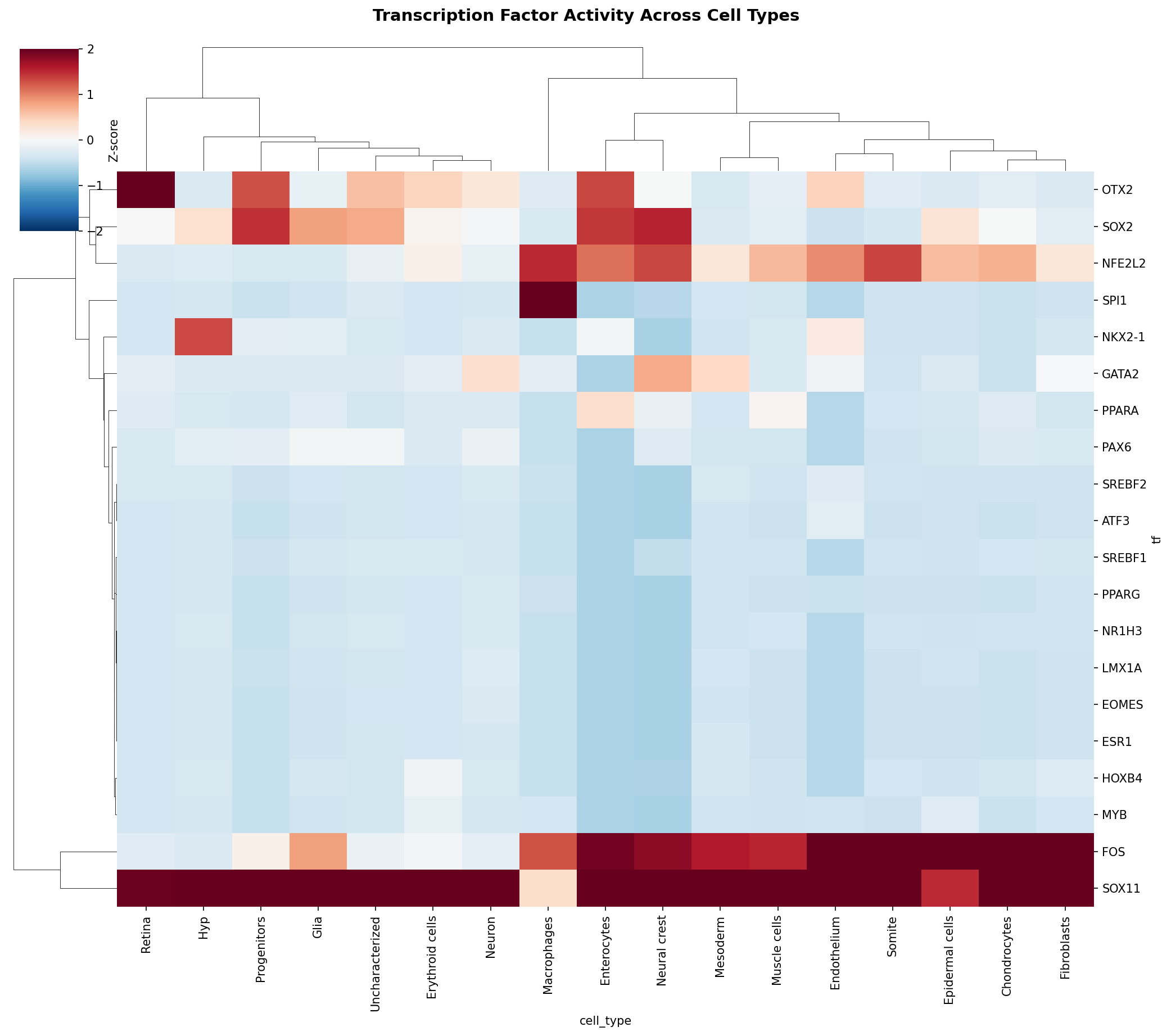 TF Activity Heatmap