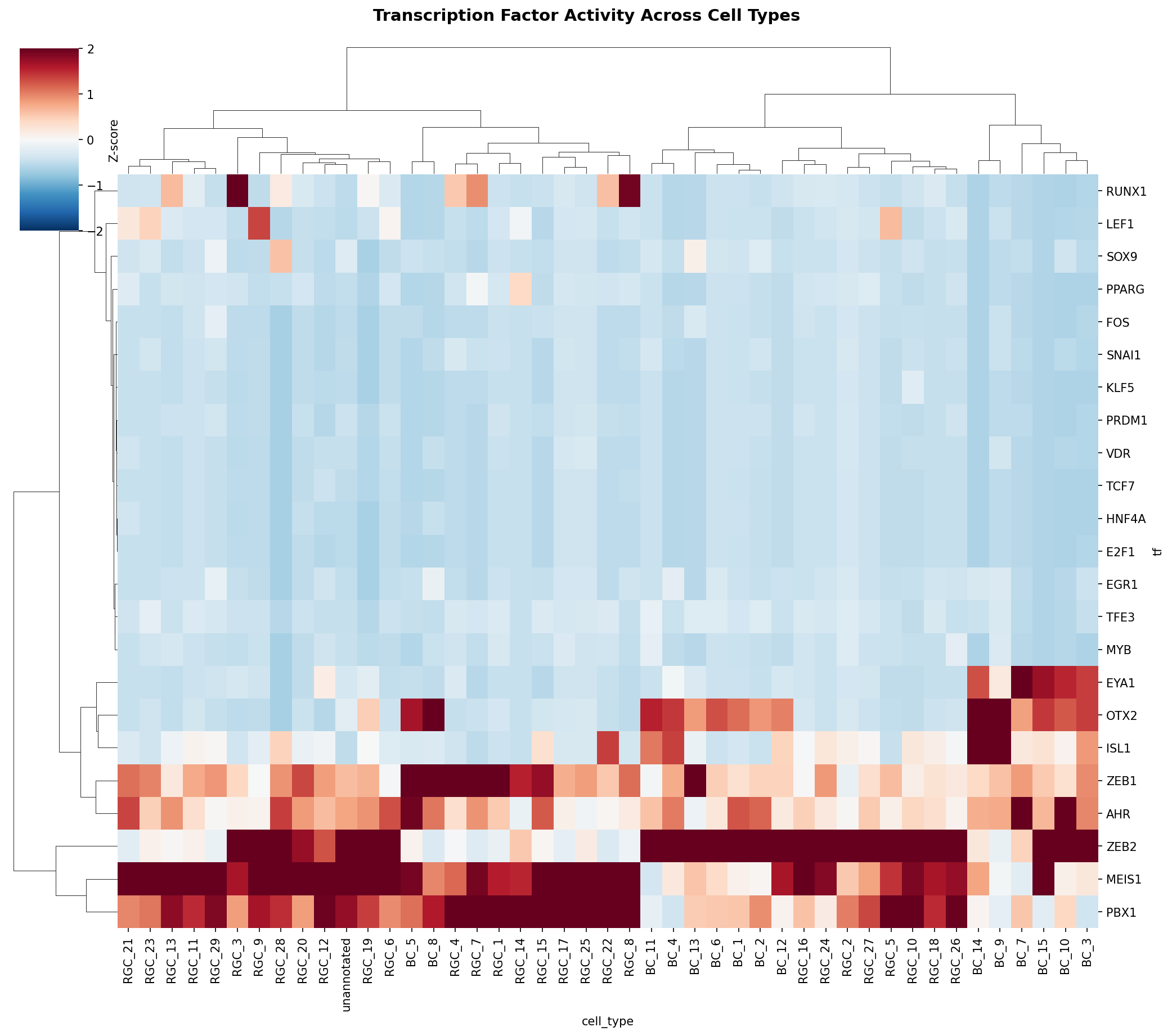 TF Activity Heatmap