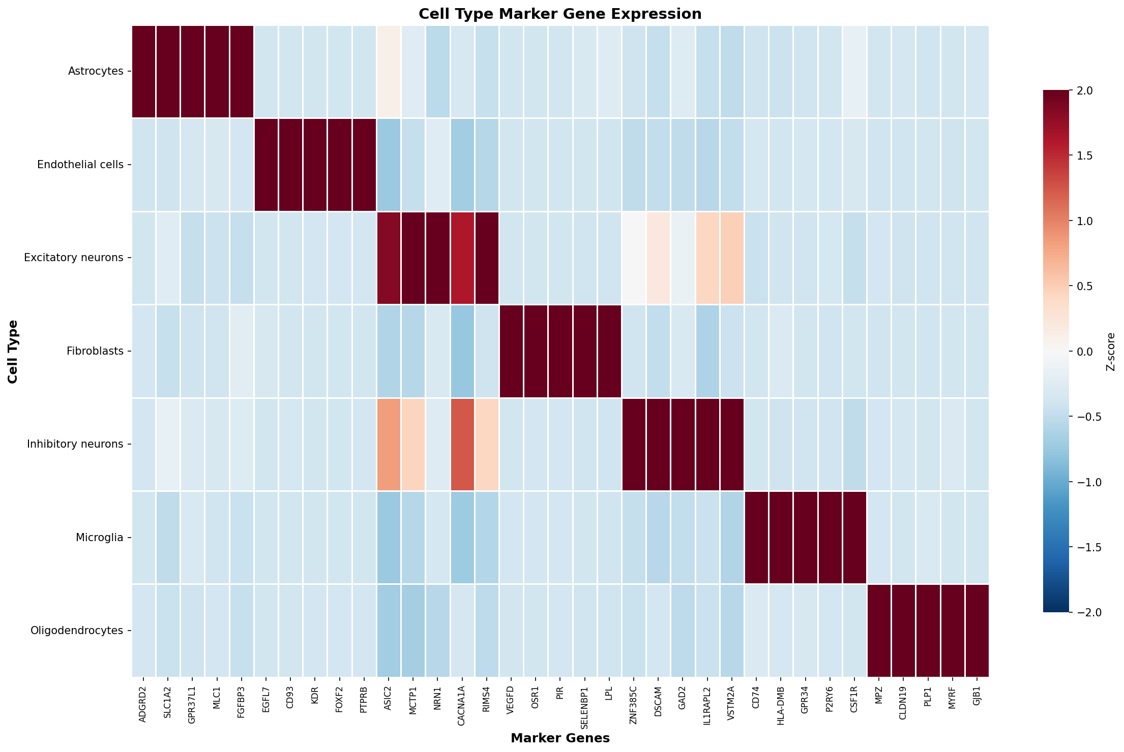 Marker Gene Heatmap