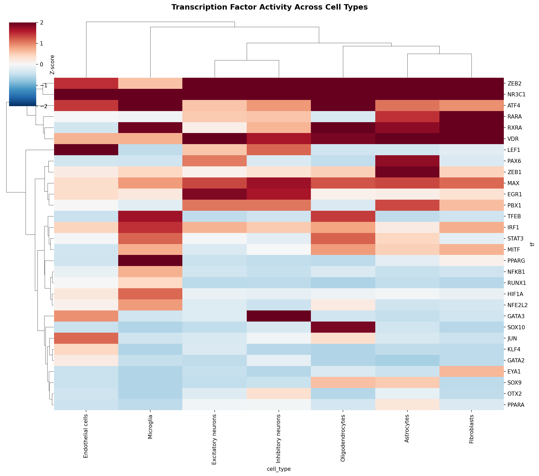 TF Activity Heatmap