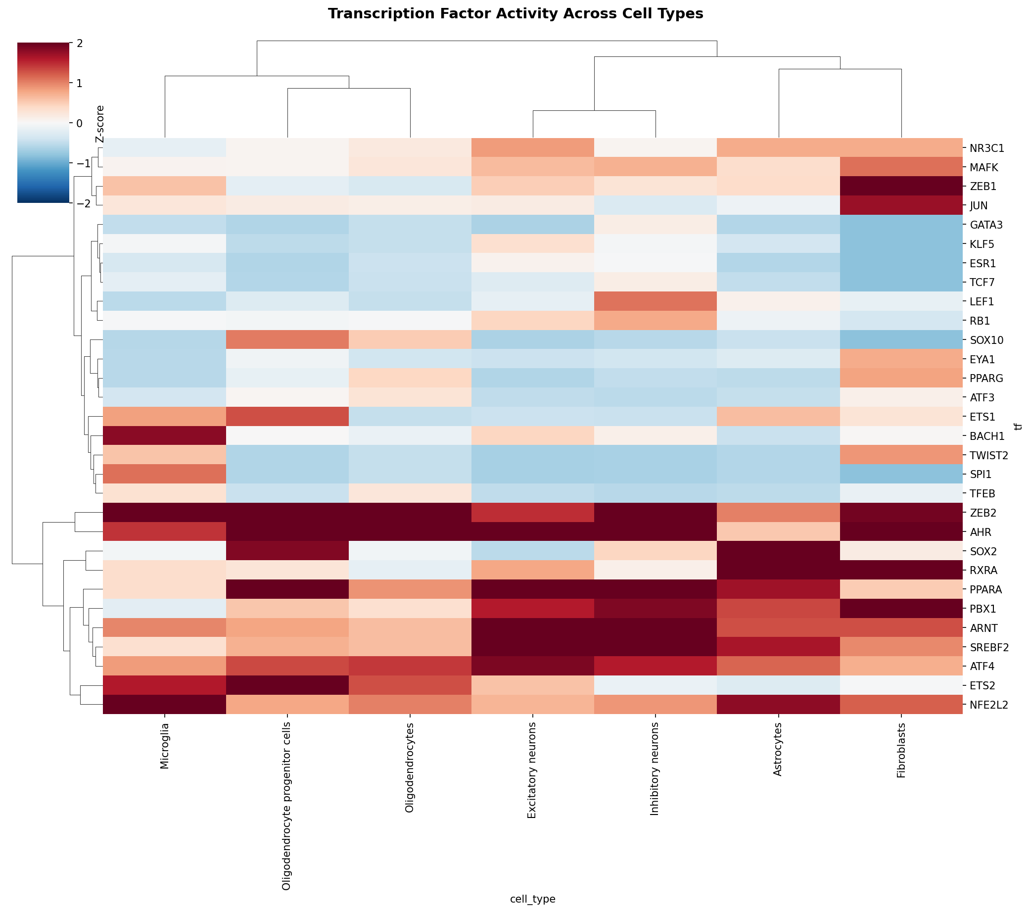 TF Activity Heatmap