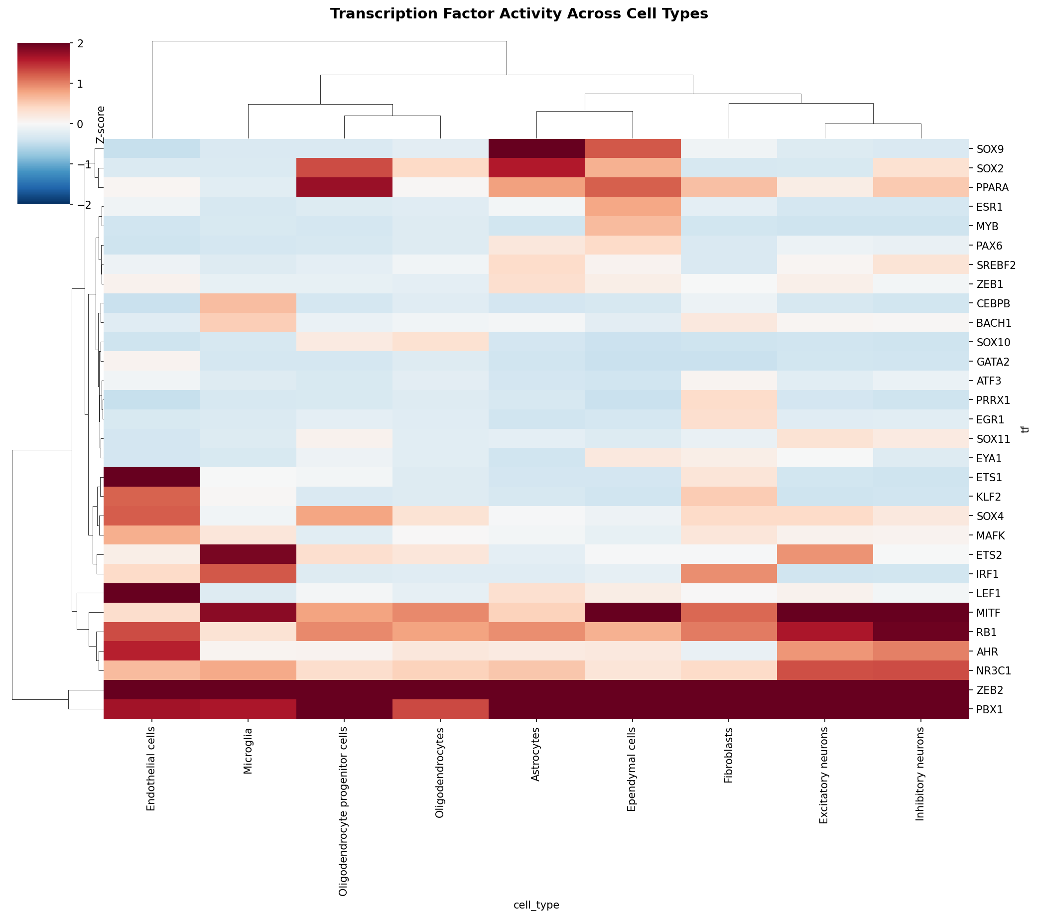 TF Activity Heatmap