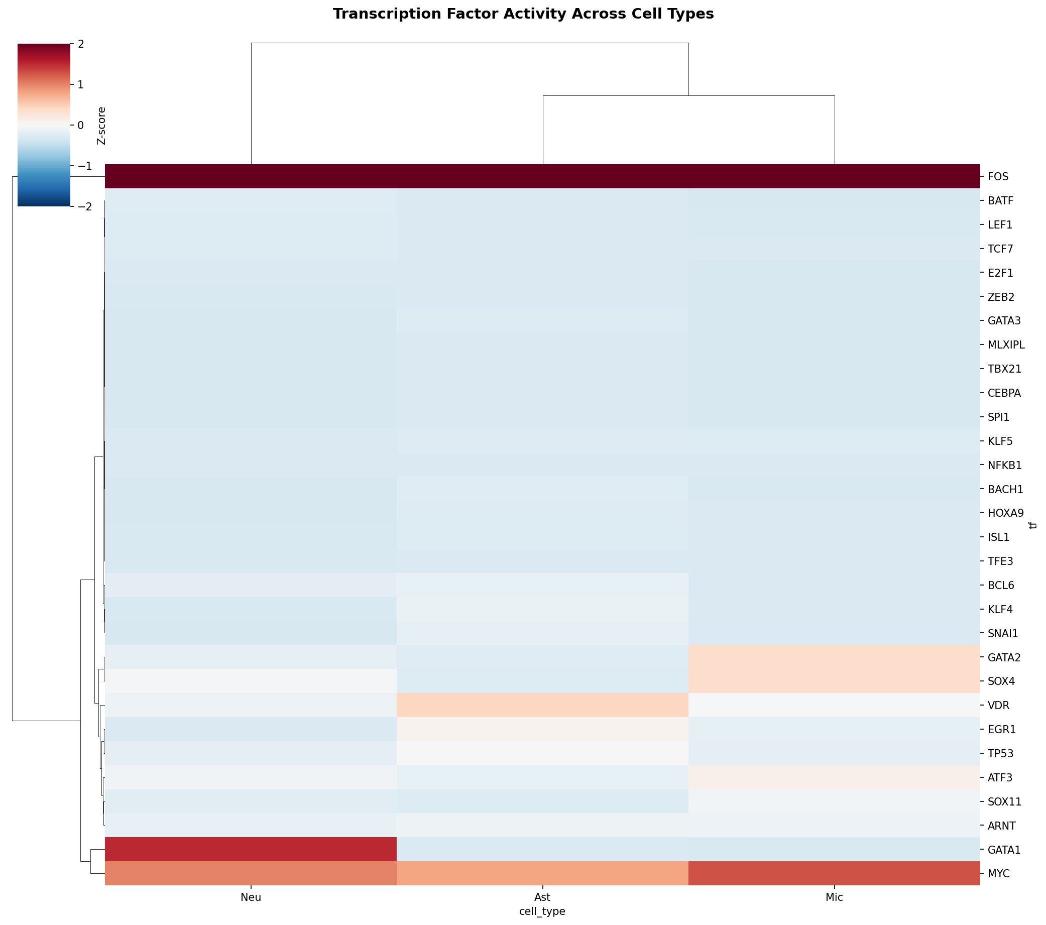 TF Activity Heatmap