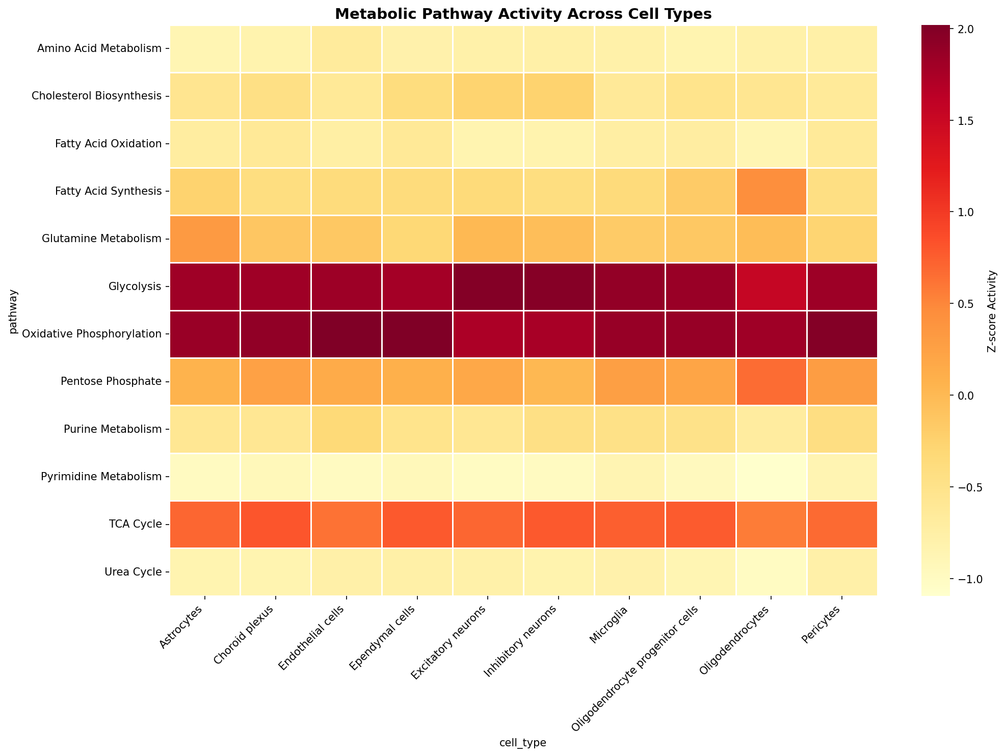 Metabolic Pathway Heatmap