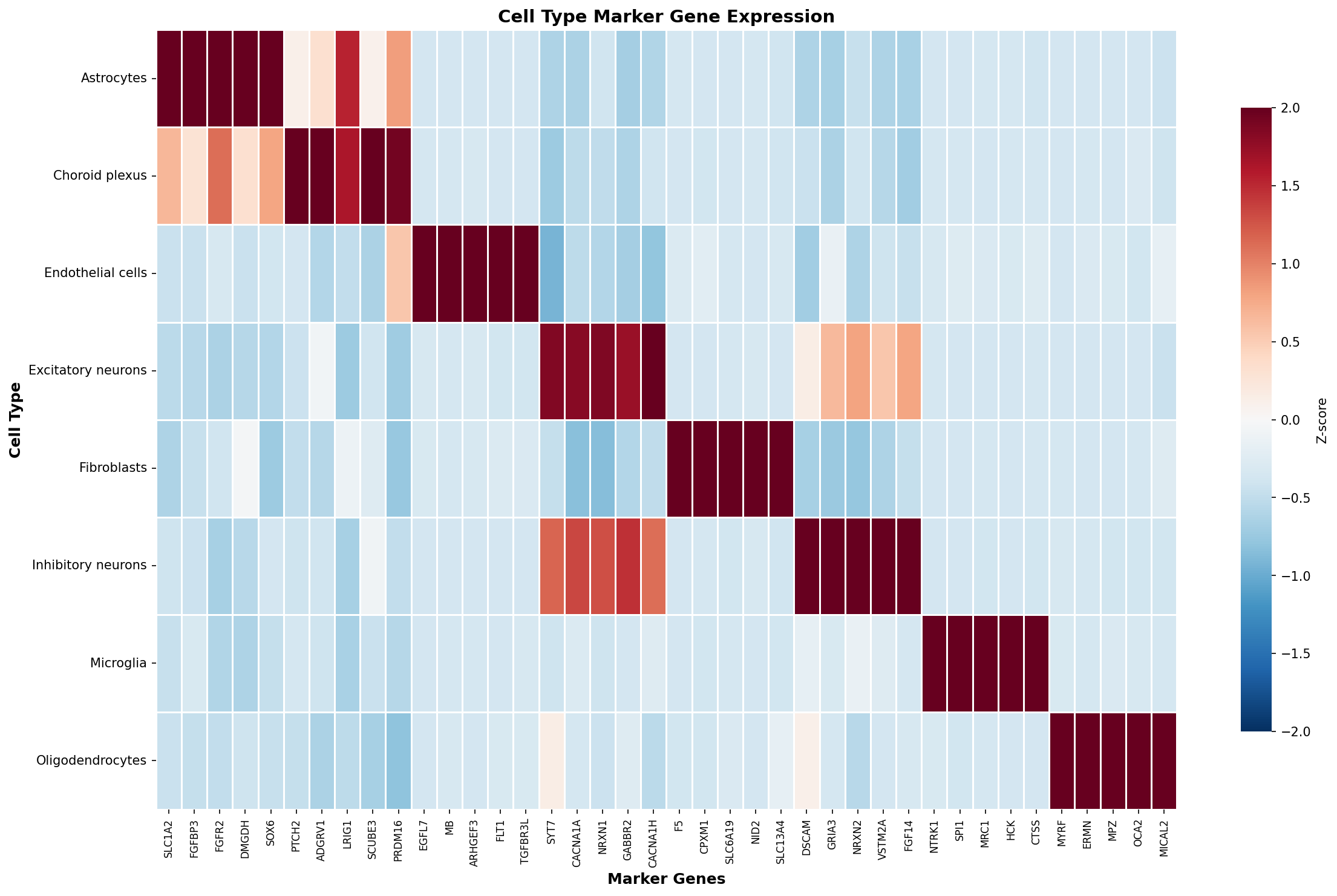 Marker Gene Heatmap