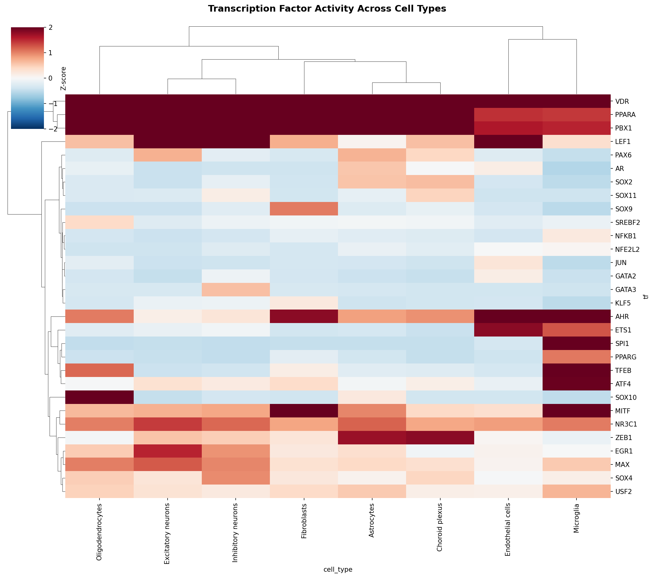 TF Activity Heatmap