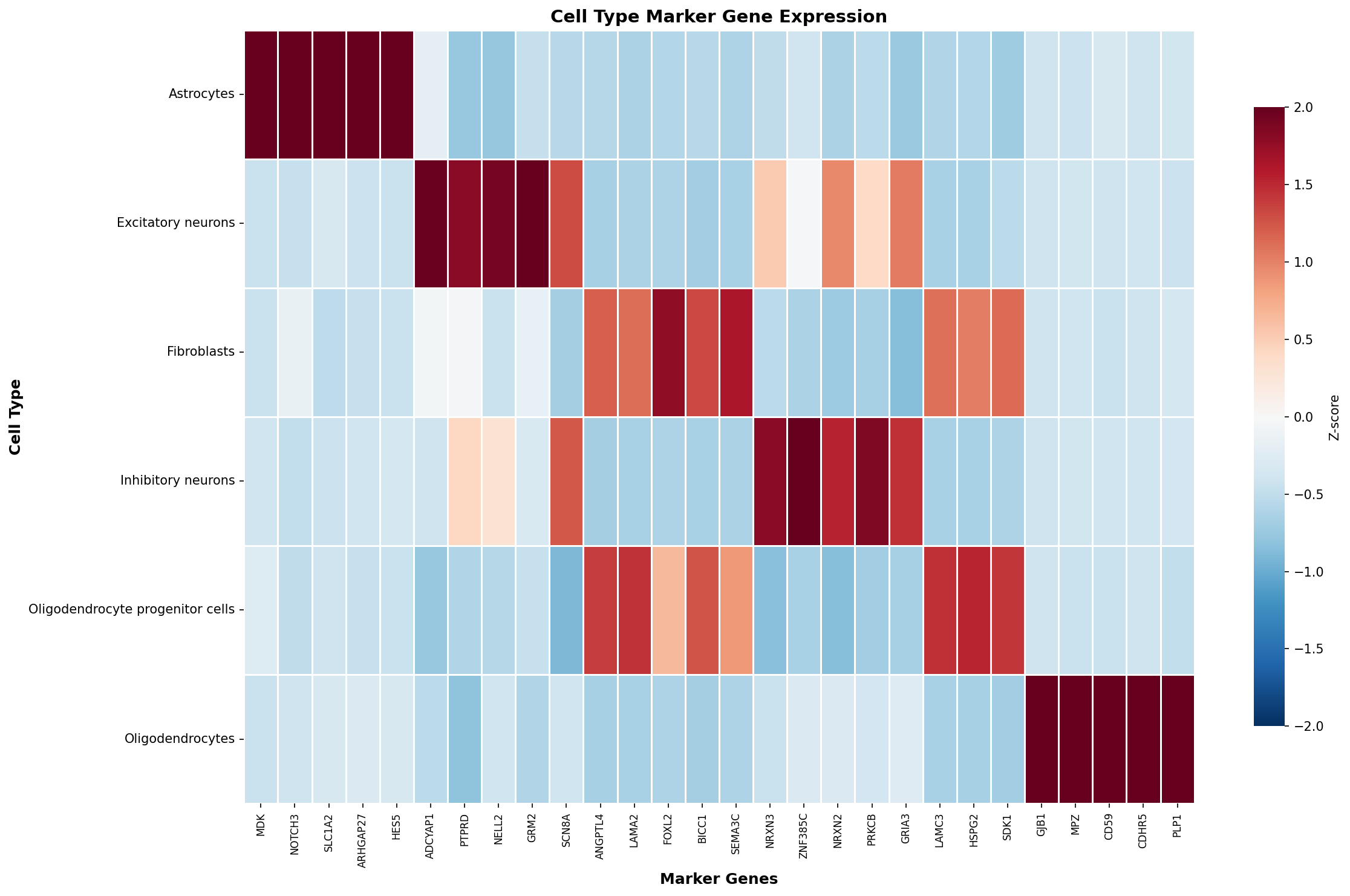 Marker Gene Heatmap