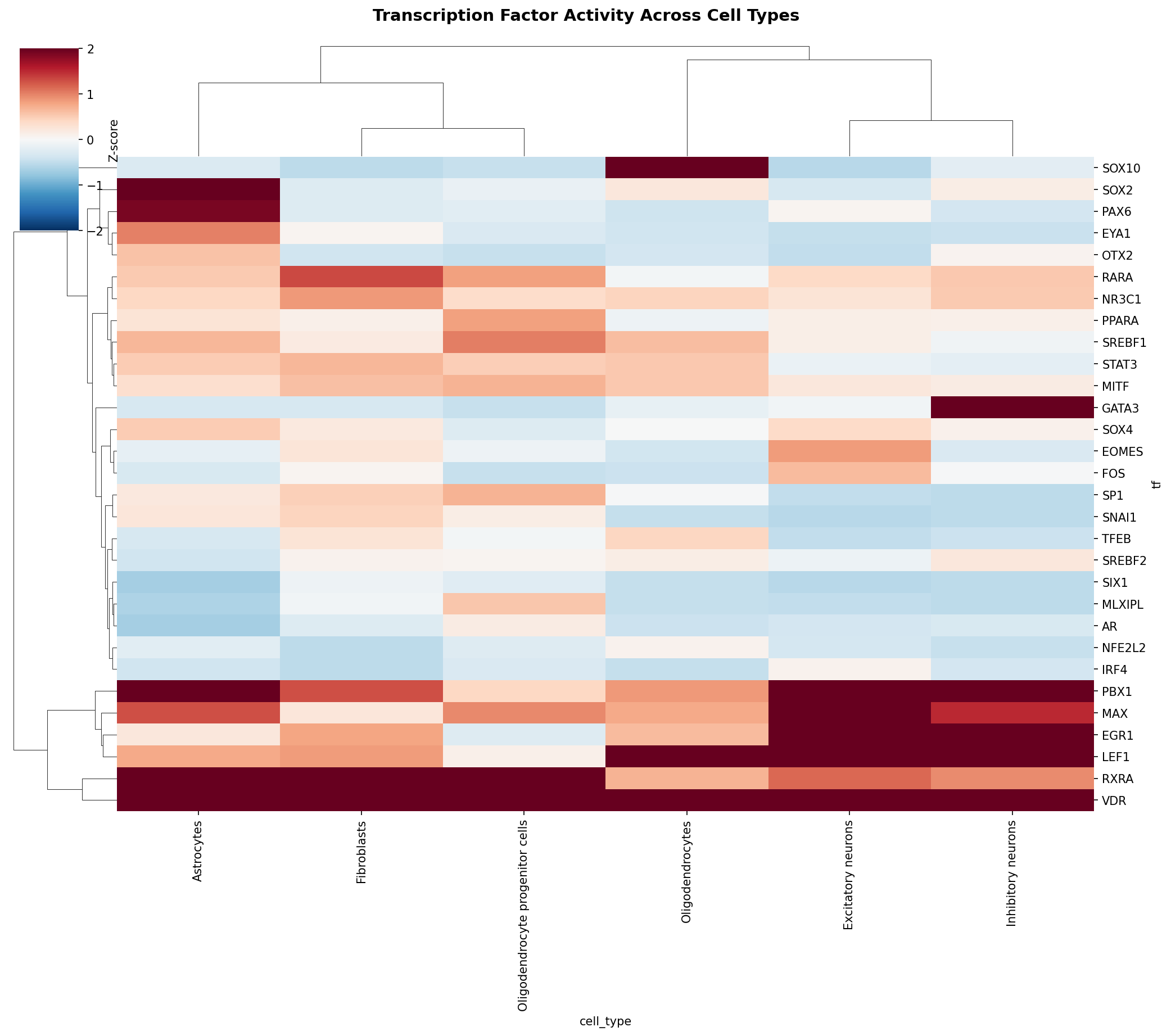 TF Activity Heatmap