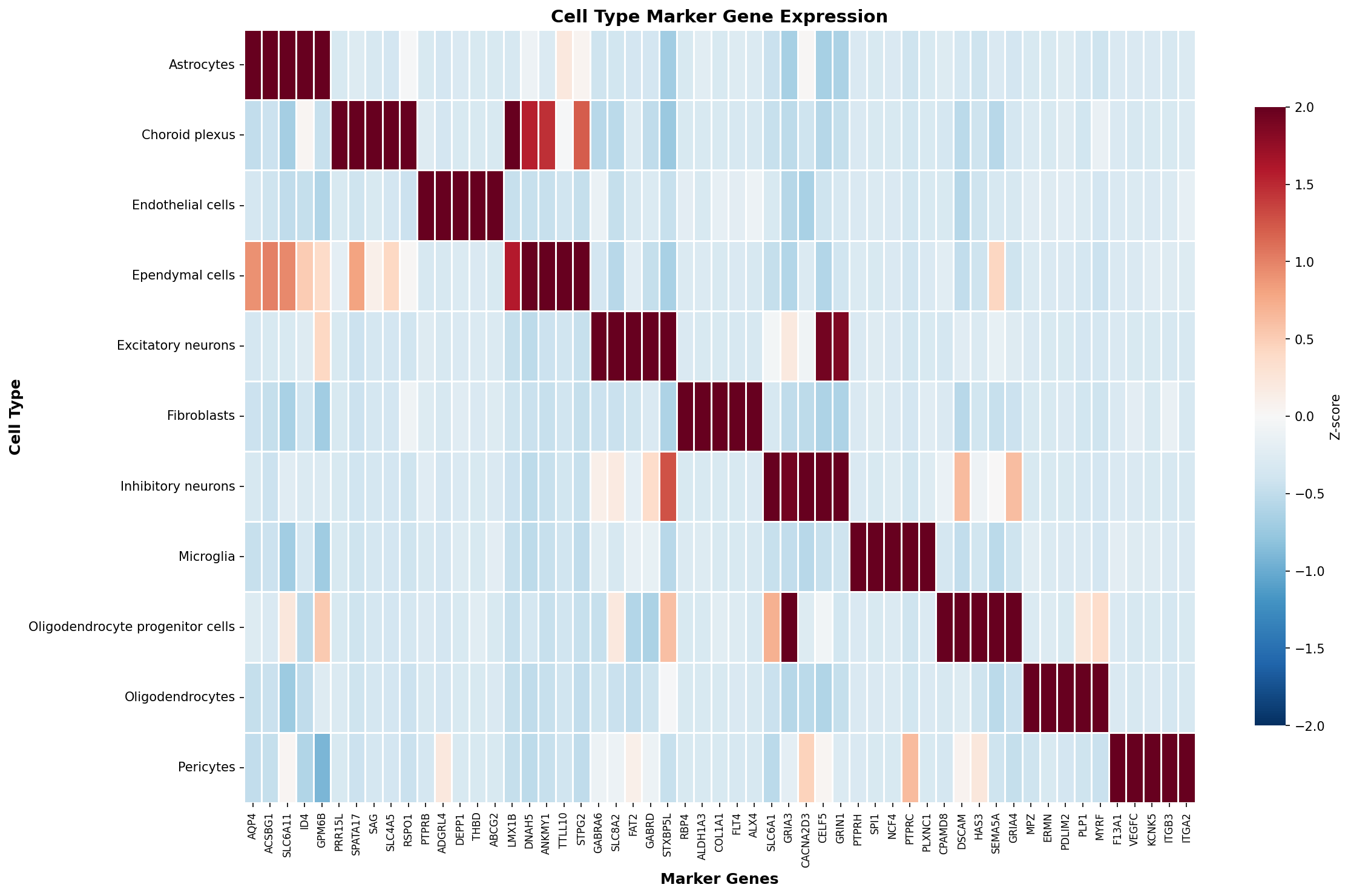 Marker Gene Heatmap
