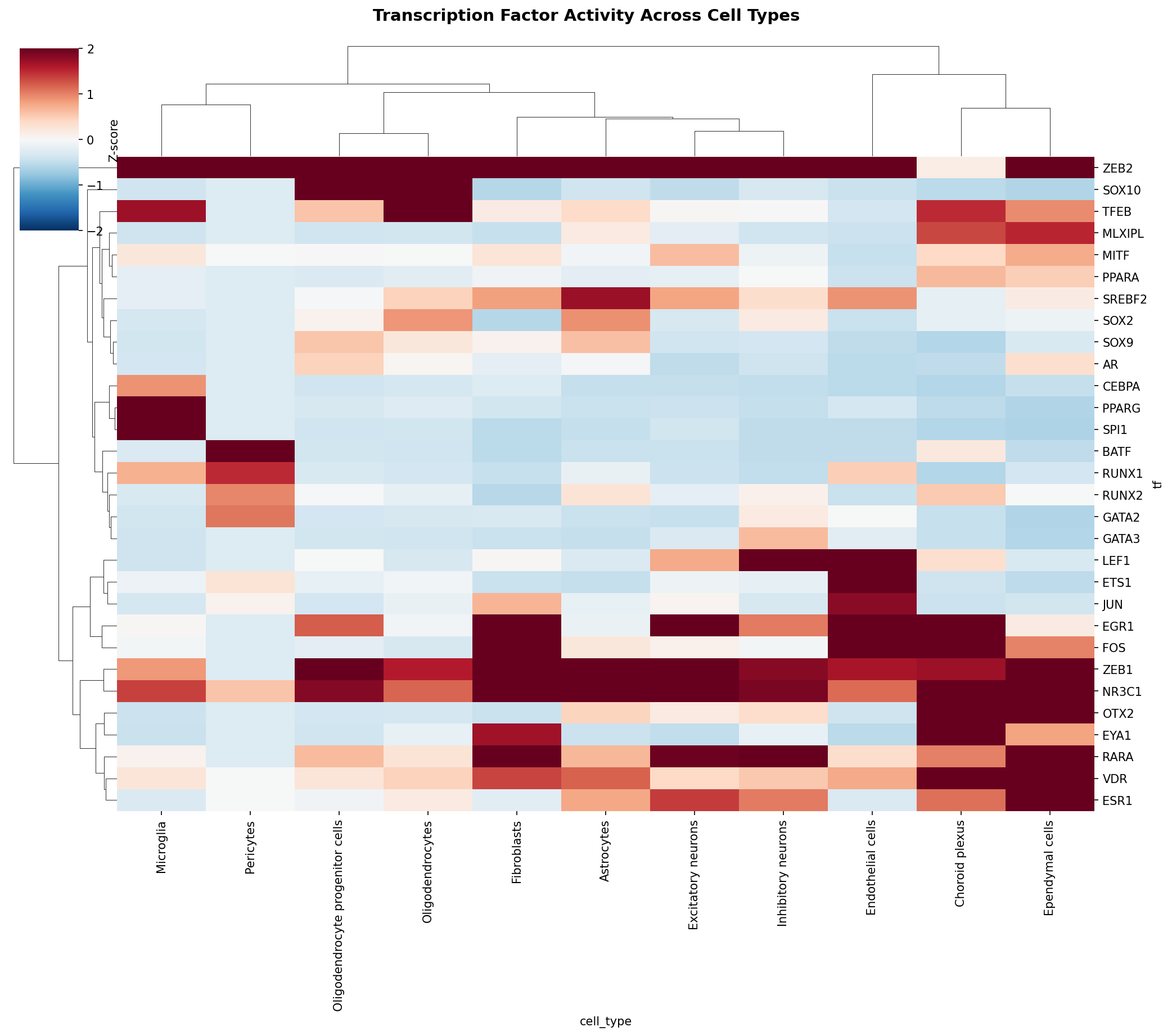 TF Activity Heatmap