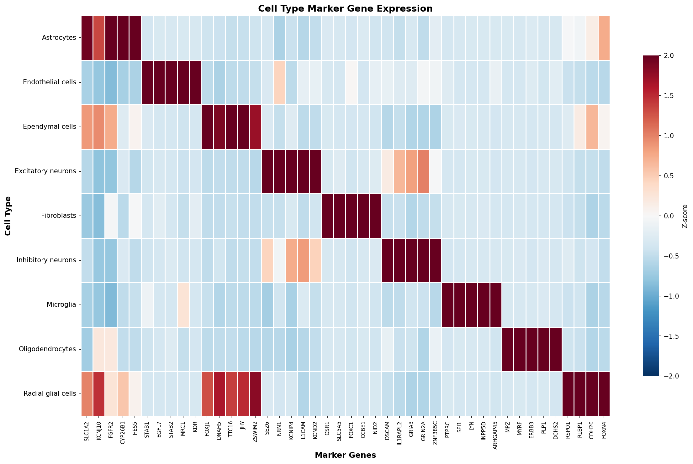 Marker Gene Heatmap