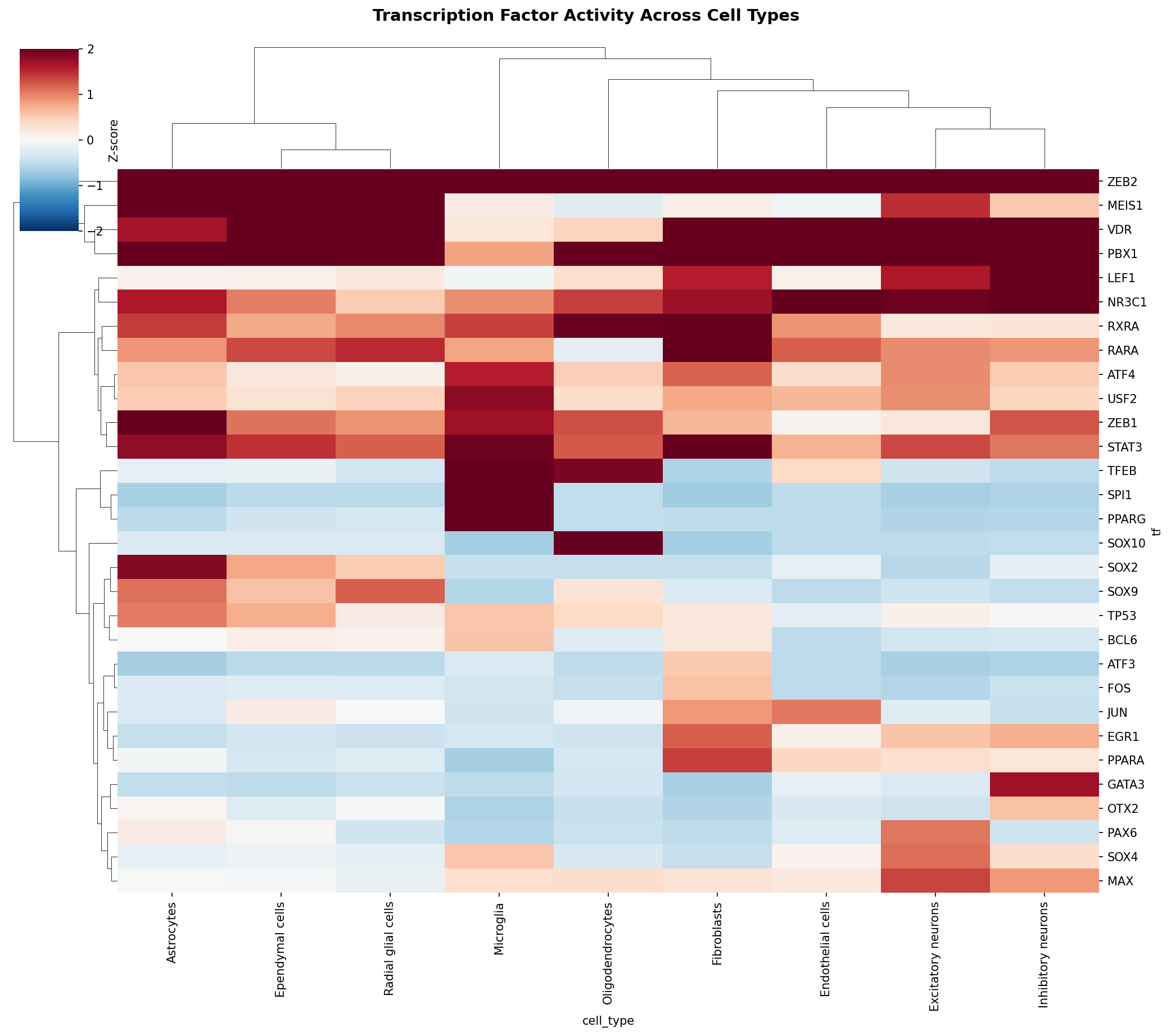 TF Activity Heatmap