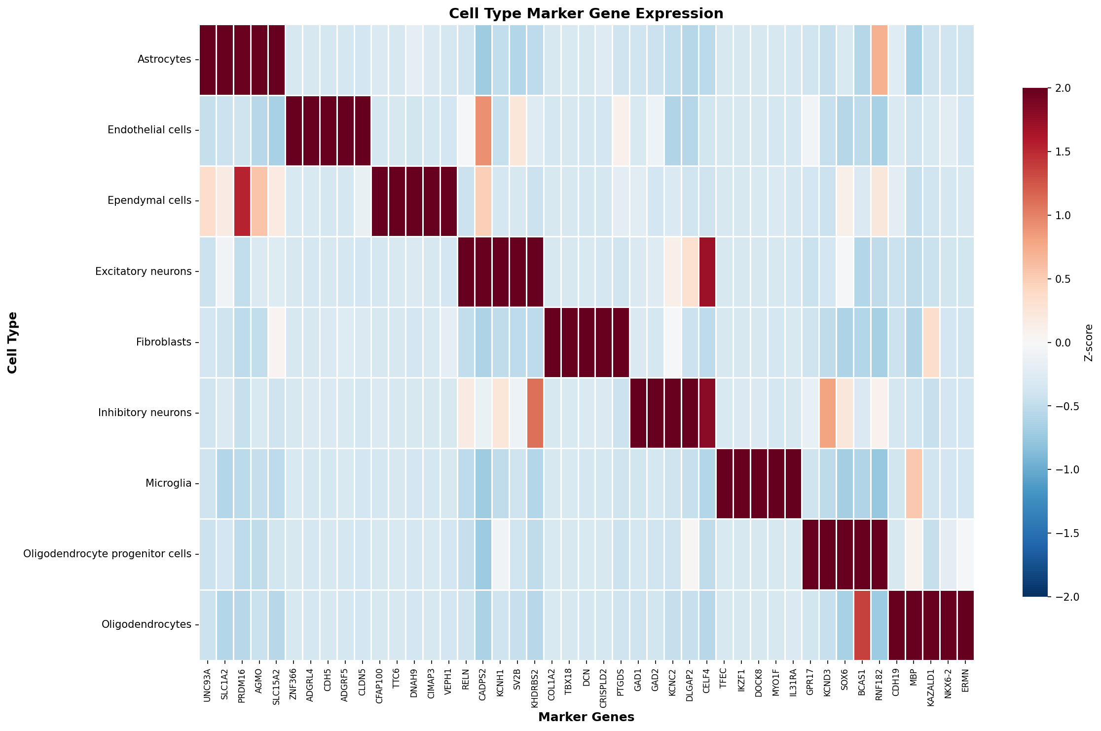 Marker Gene Heatmap