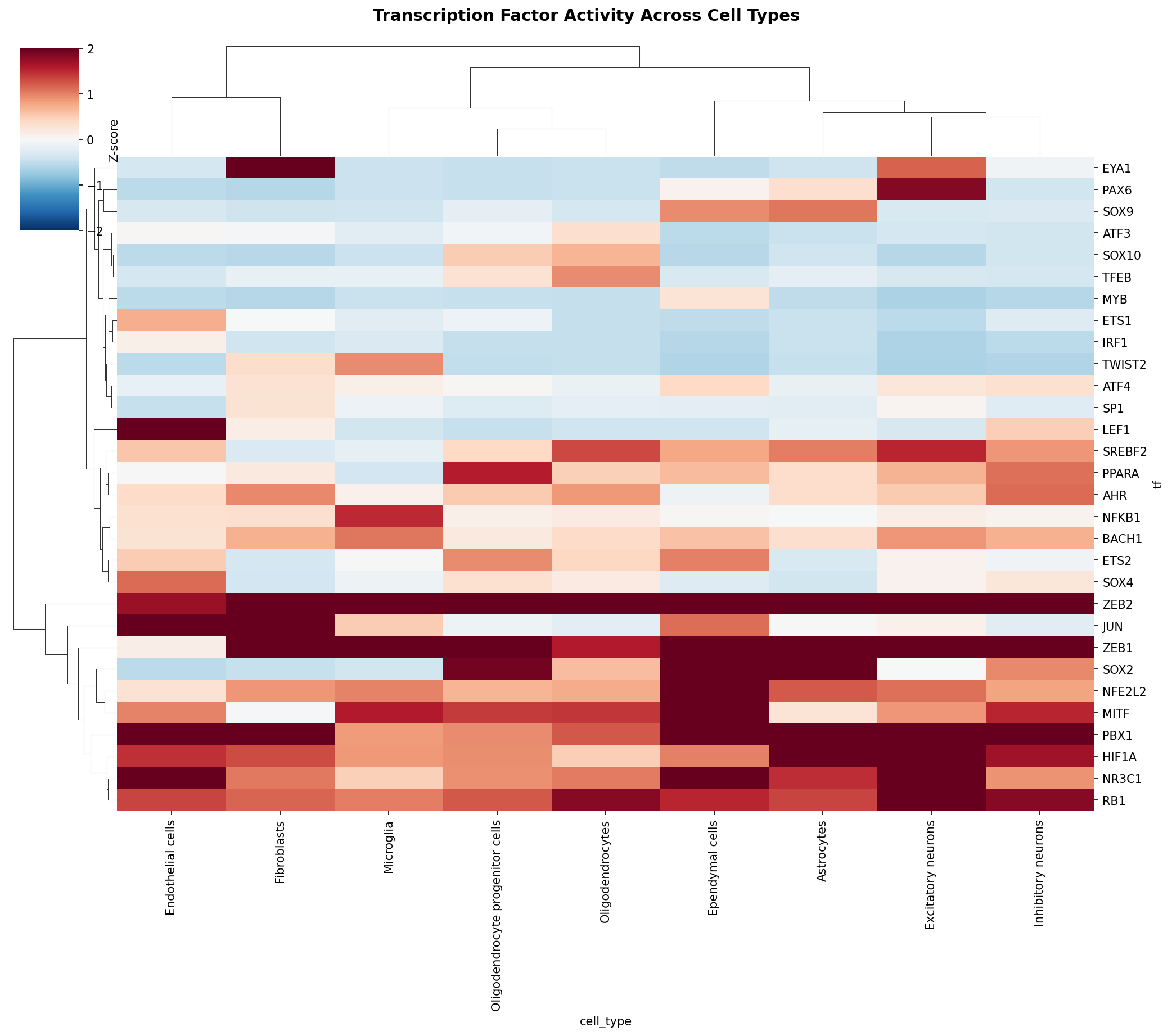 TF Activity Heatmap