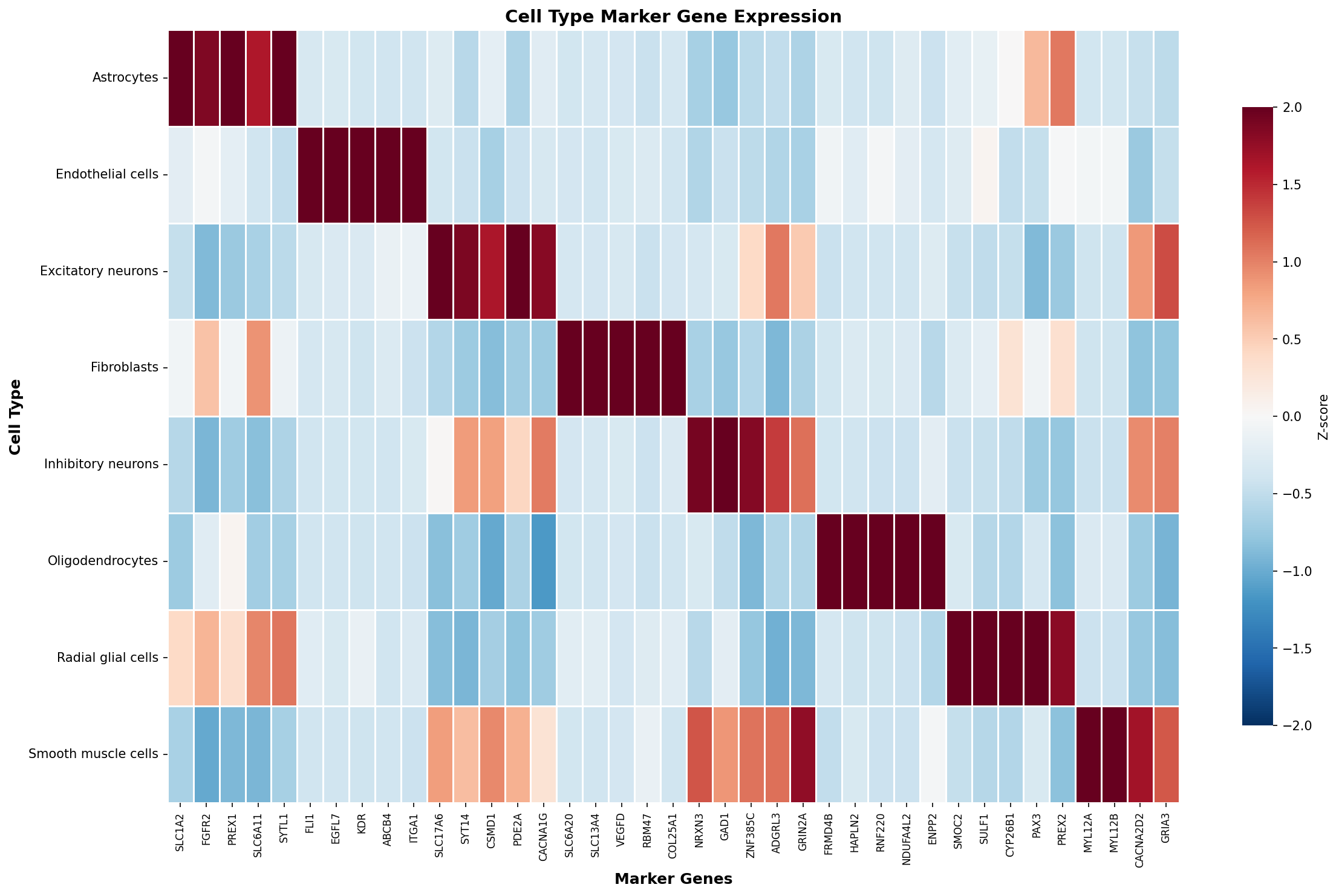 Marker Gene Heatmap