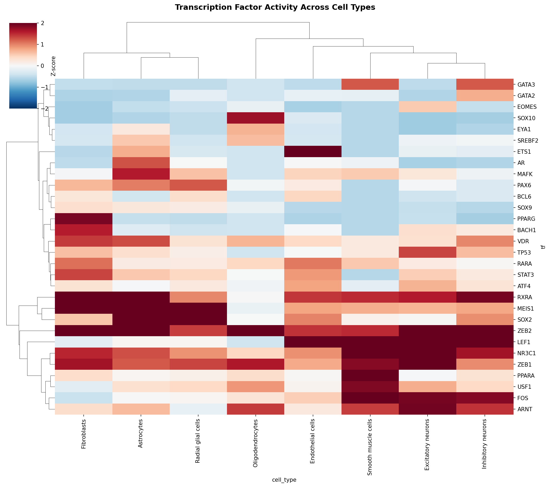 TF Activity Heatmap
