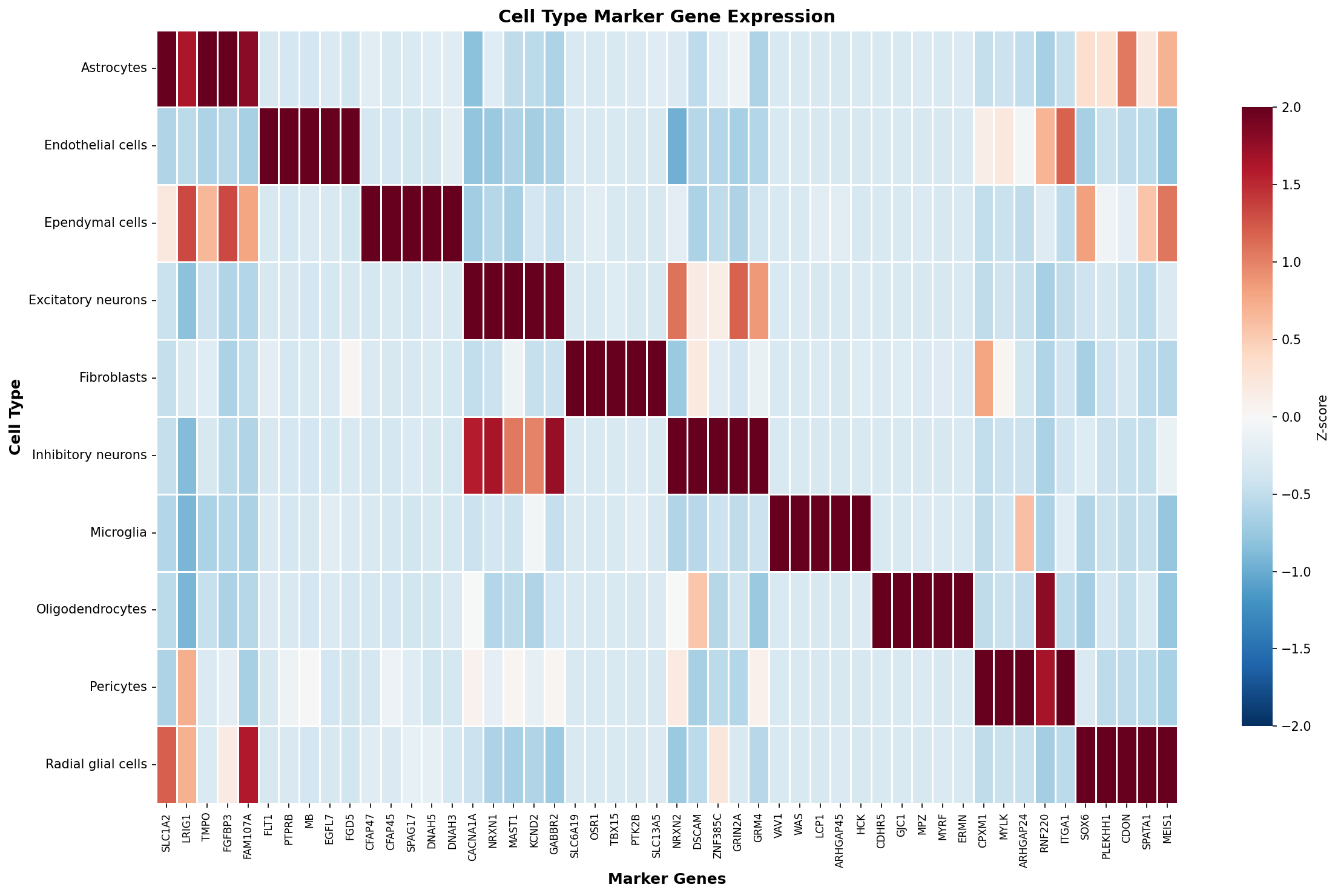 Marker Gene Heatmap