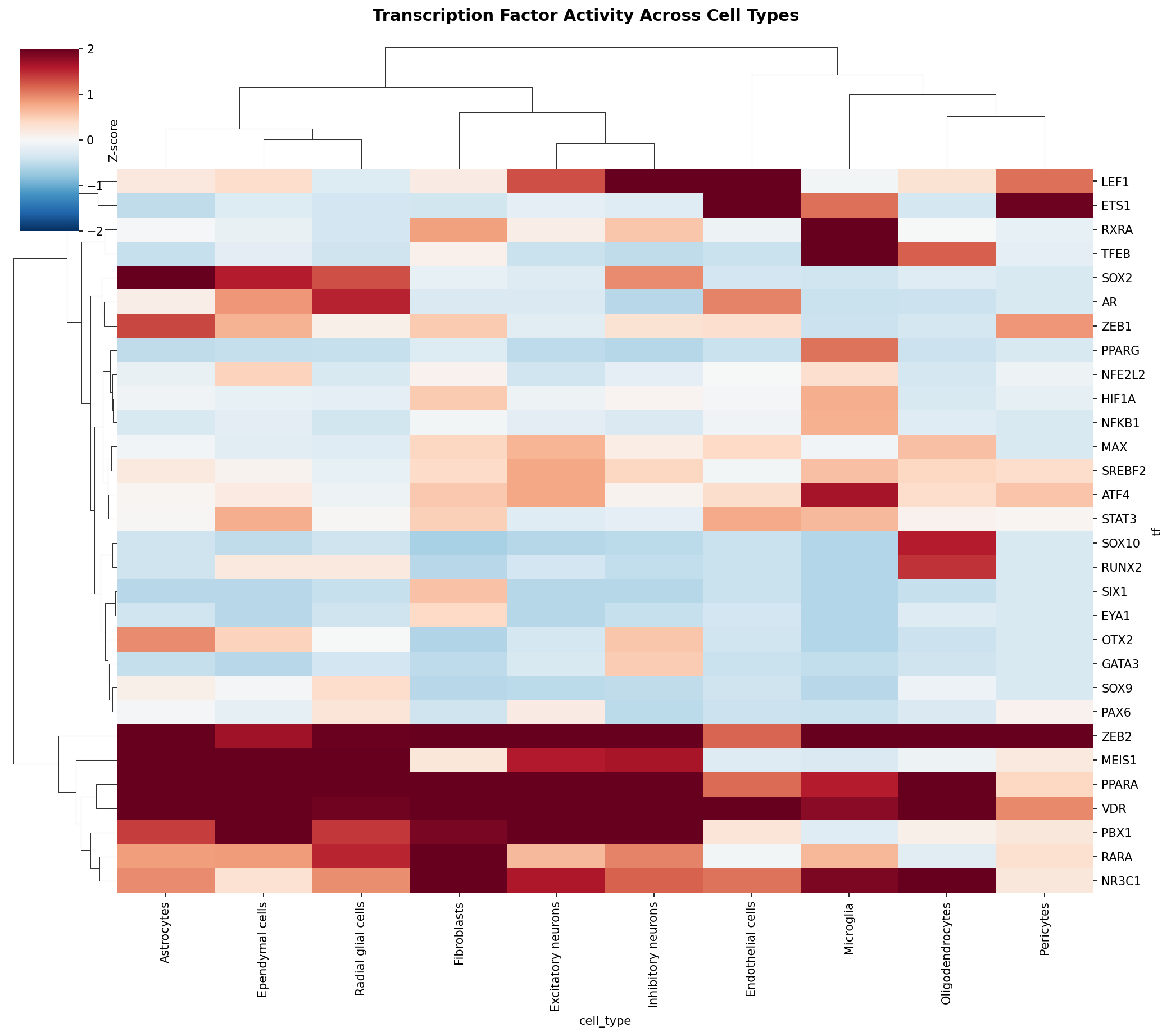 TF Activity Heatmap