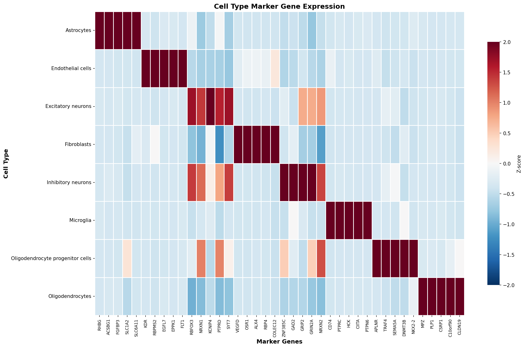 Marker Gene Heatmap