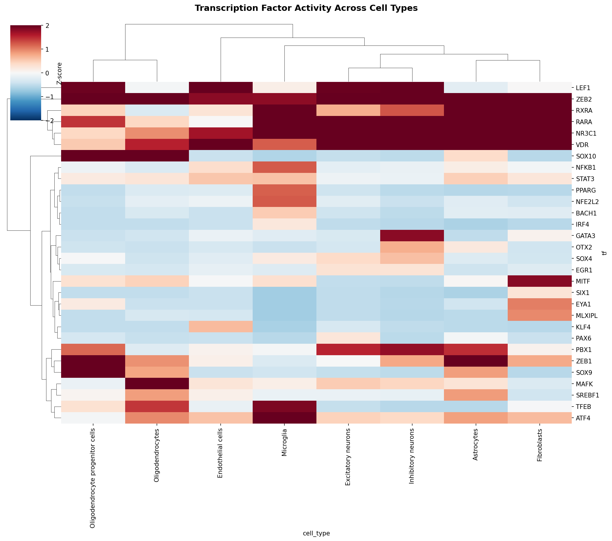 TF Activity Heatmap