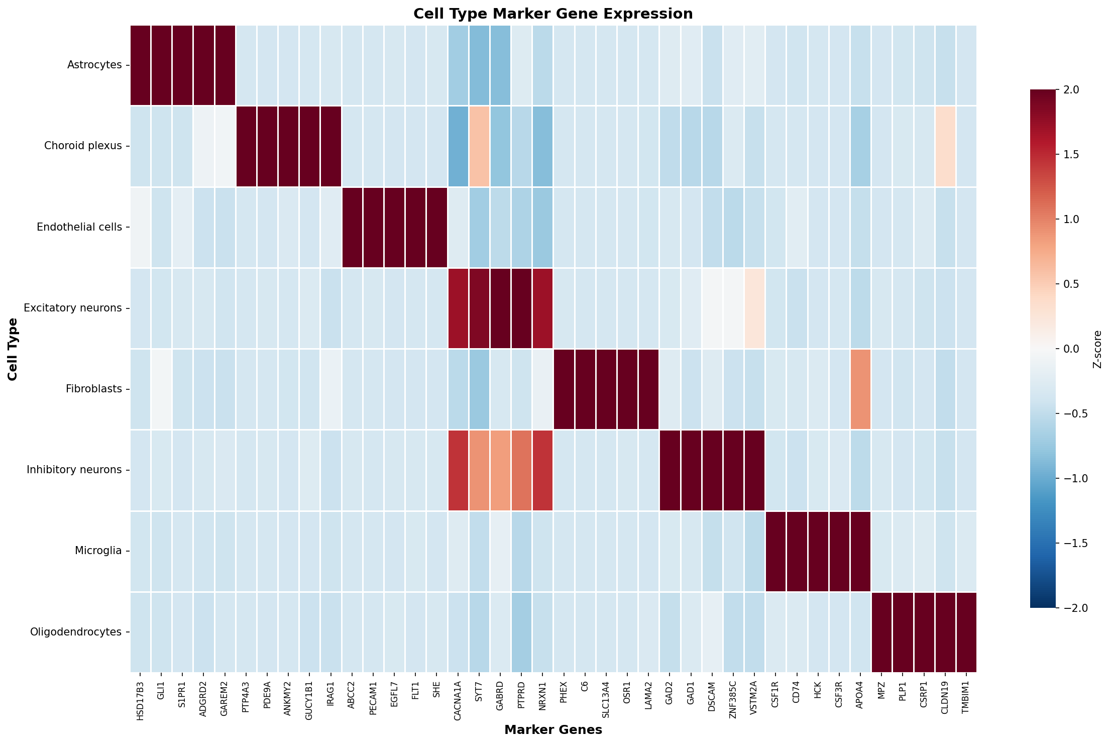 Marker Gene Heatmap