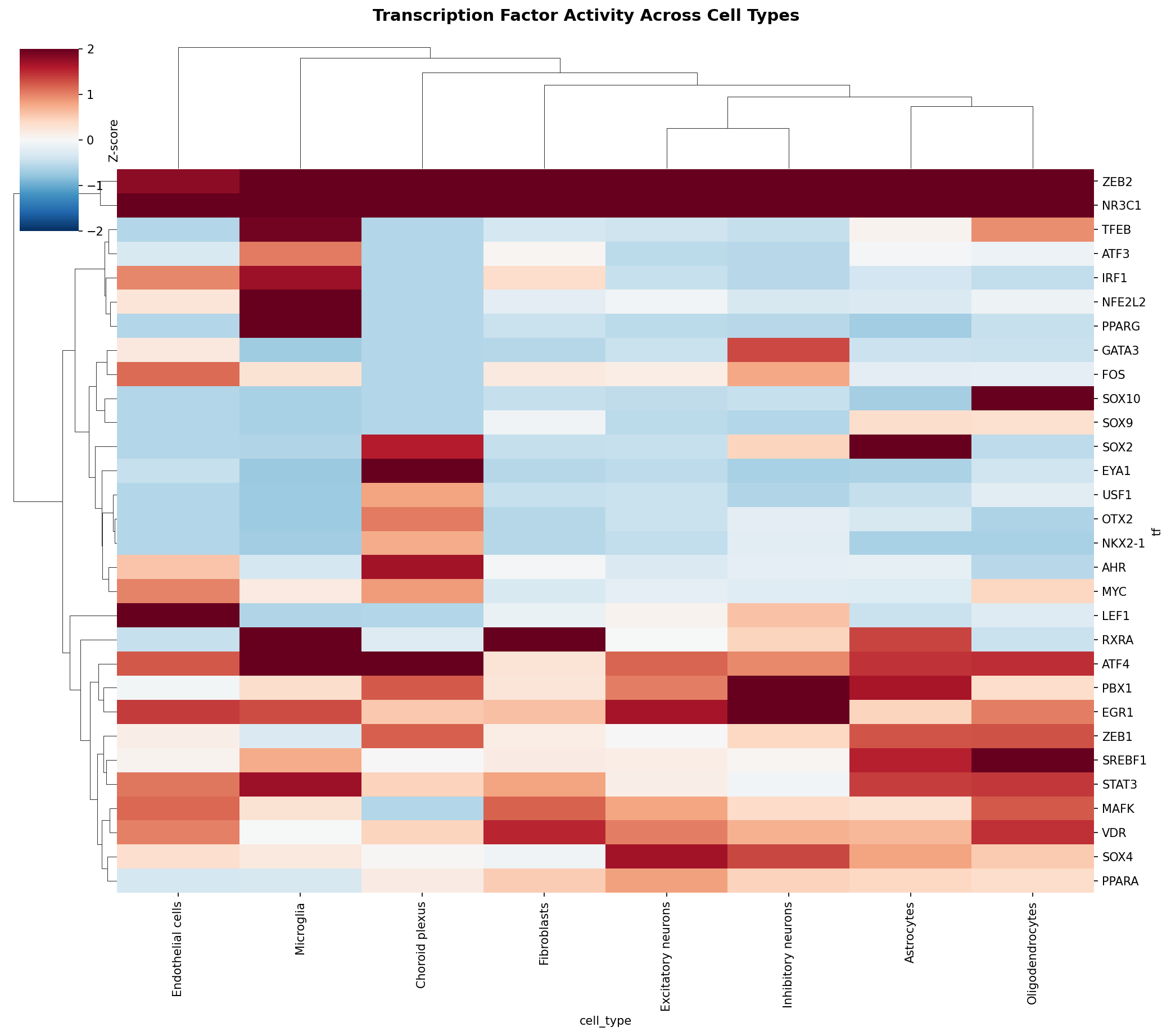 TF Activity Heatmap