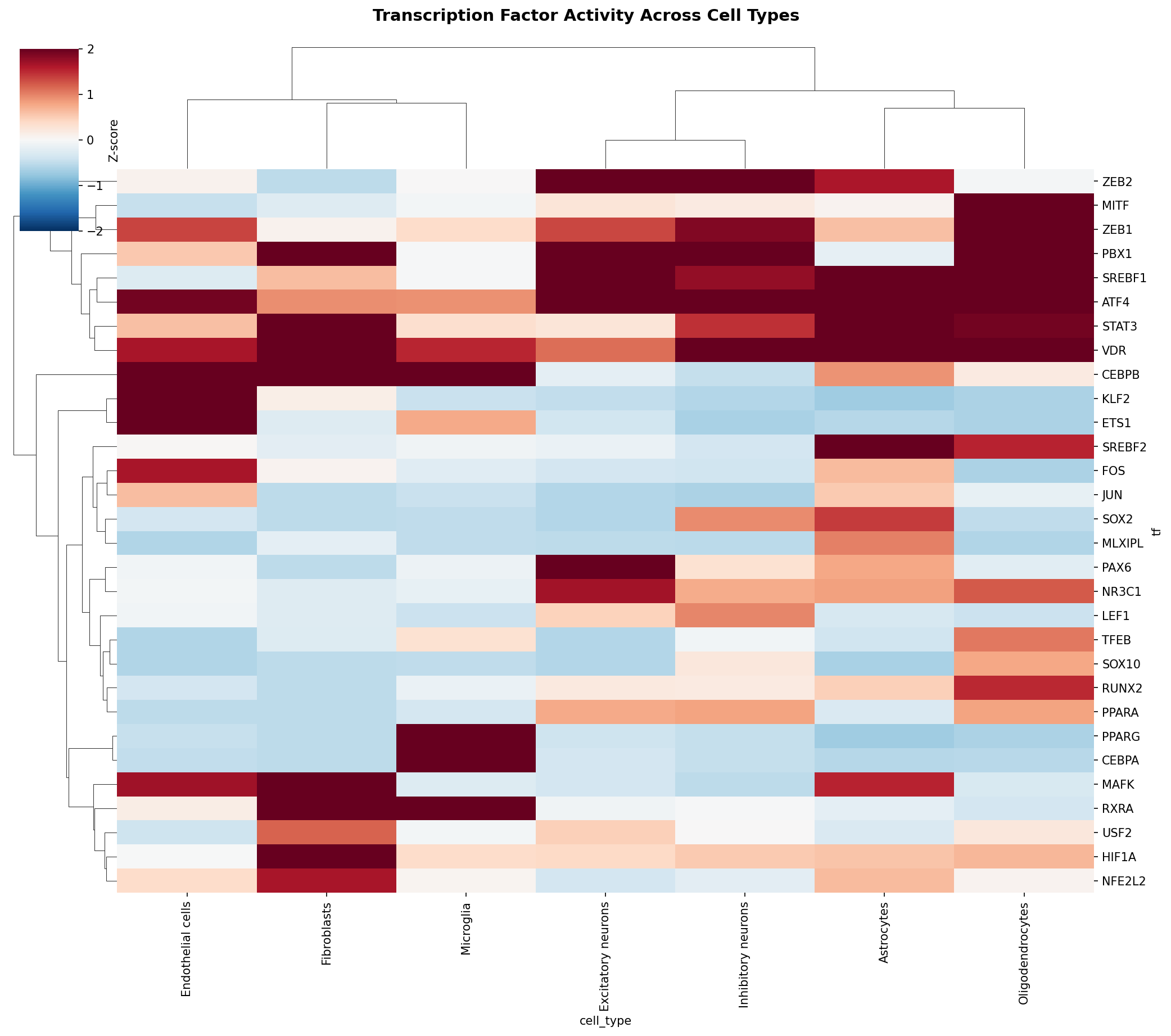 TF Activity Heatmap