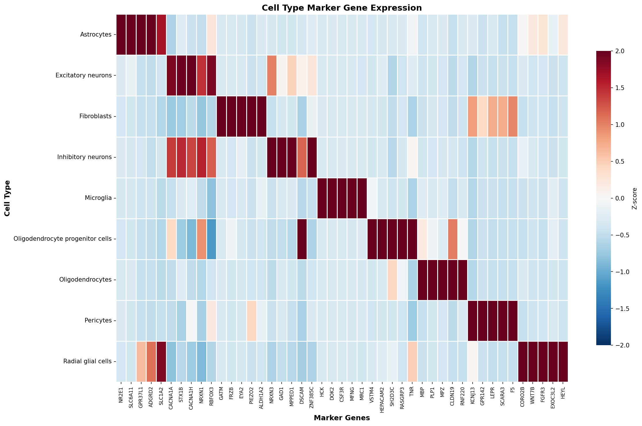 Marker Gene Heatmap