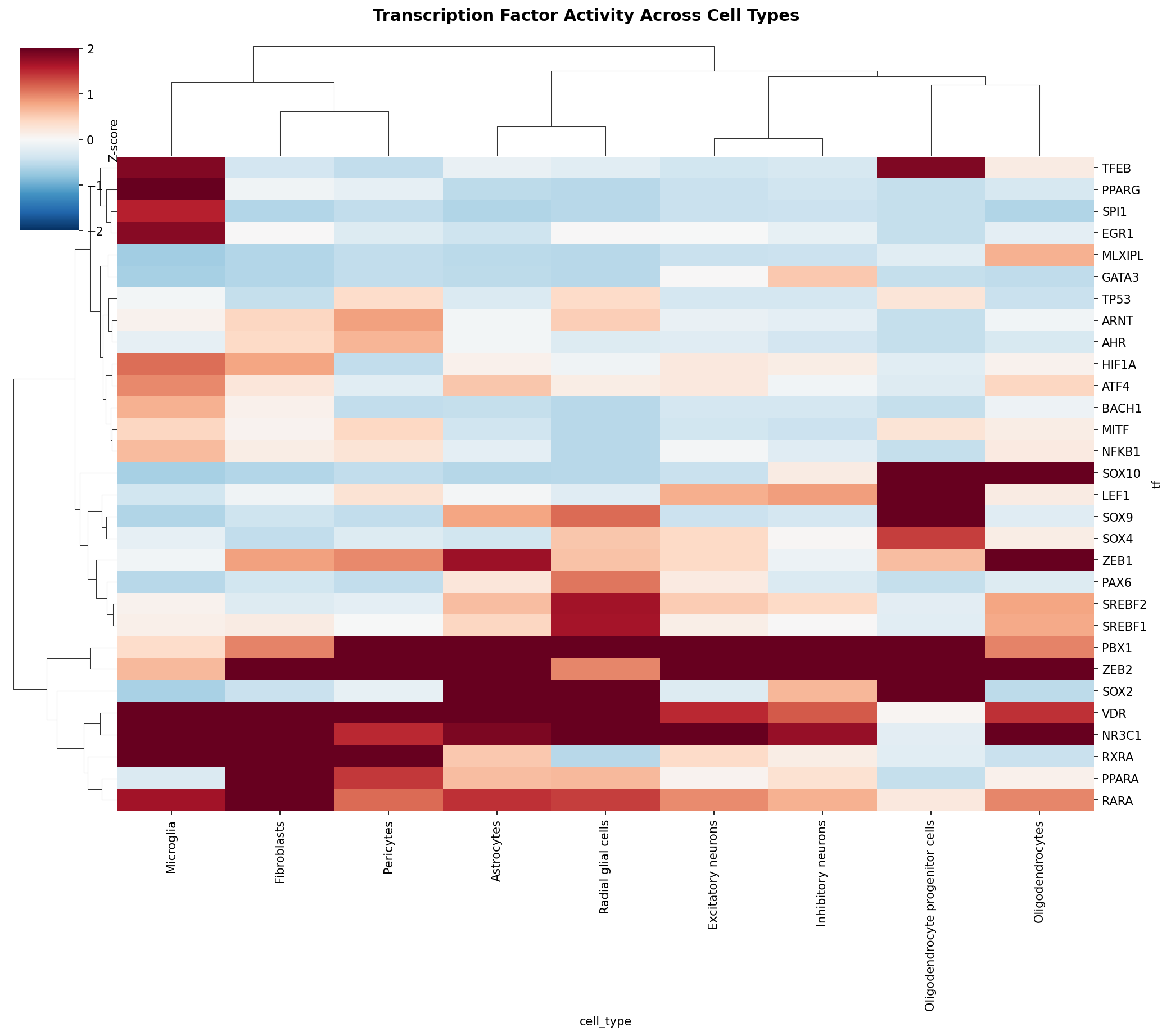 TF Activity Heatmap
