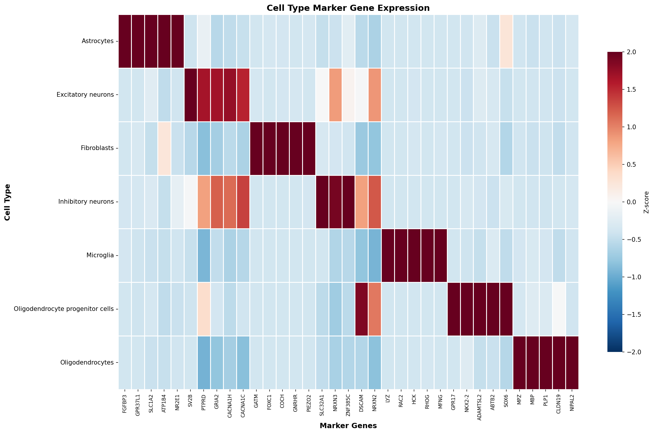 Marker Gene Heatmap
