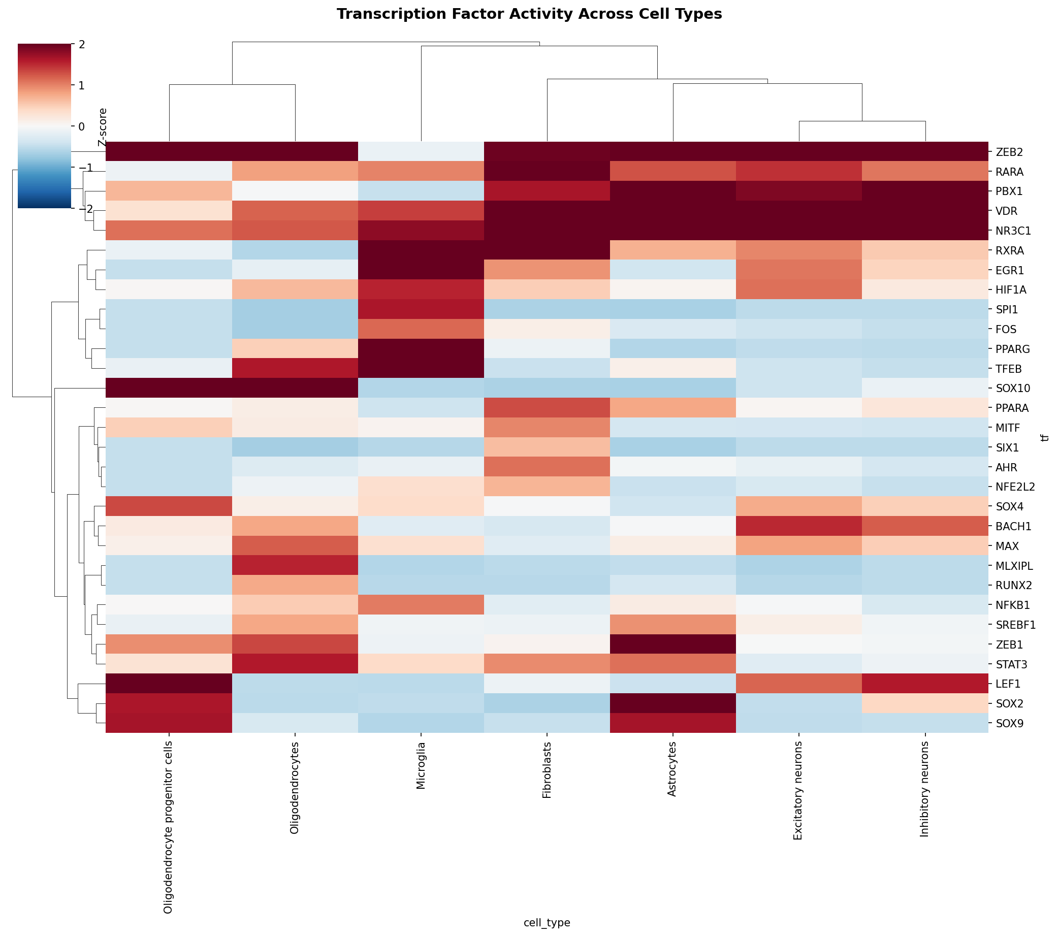 TF Activity Heatmap