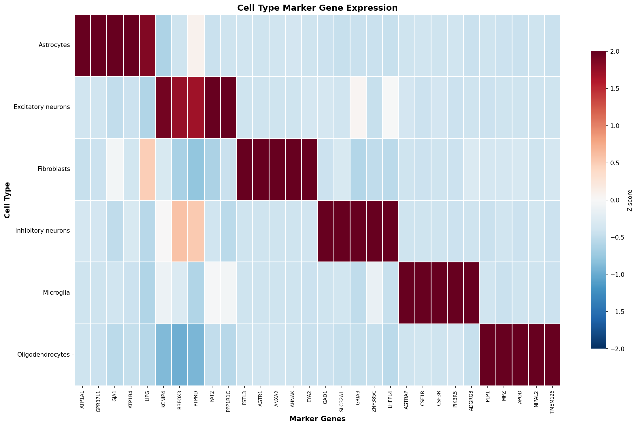 Marker Gene Heatmap