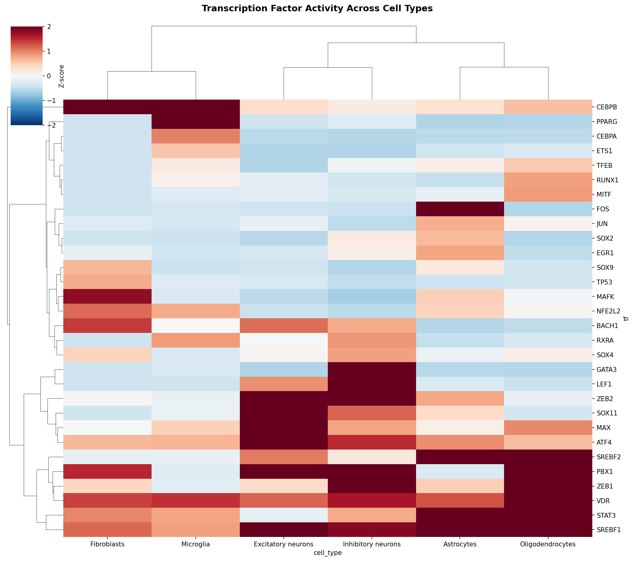 TF Activity Heatmap
