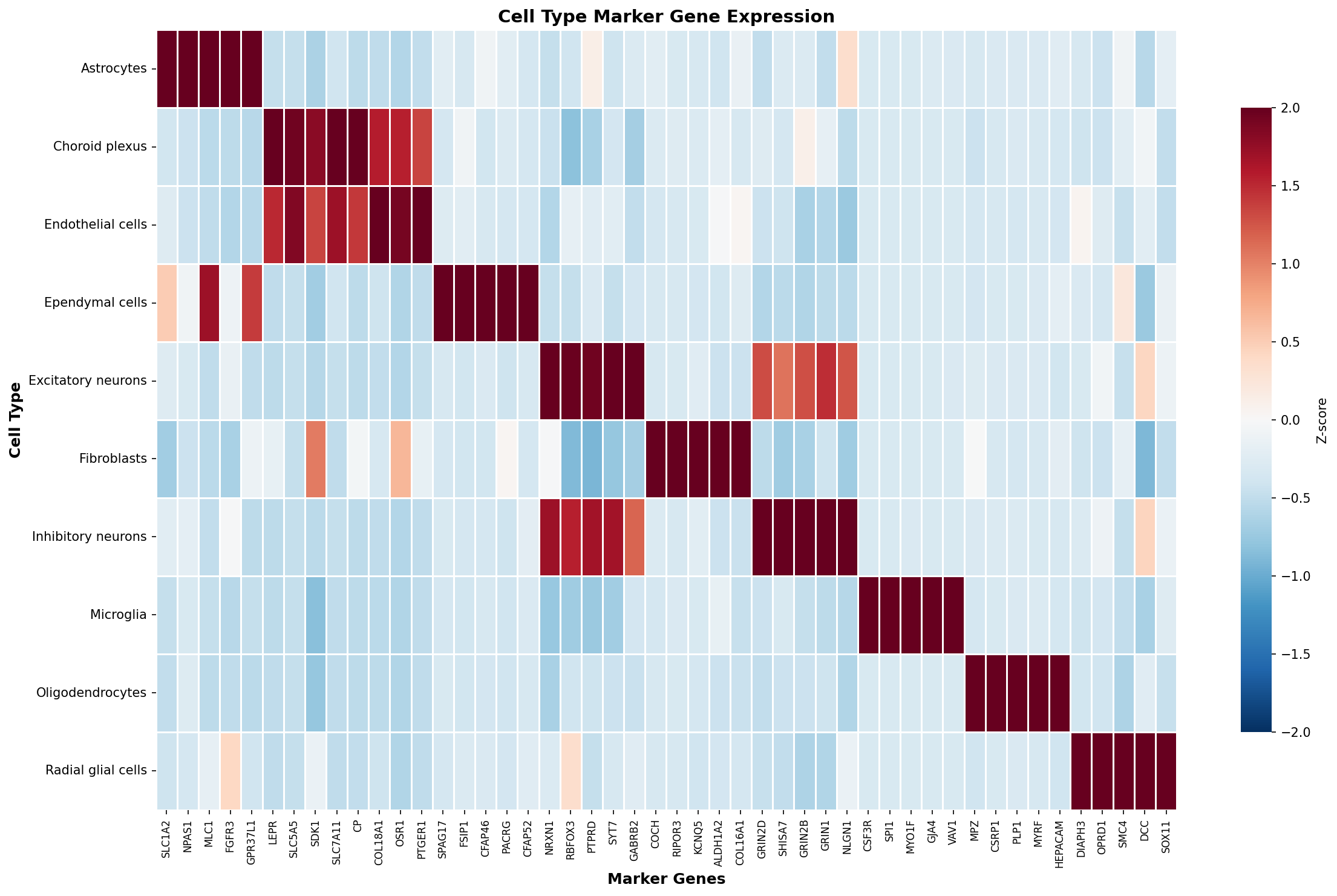 Marker Gene Heatmap