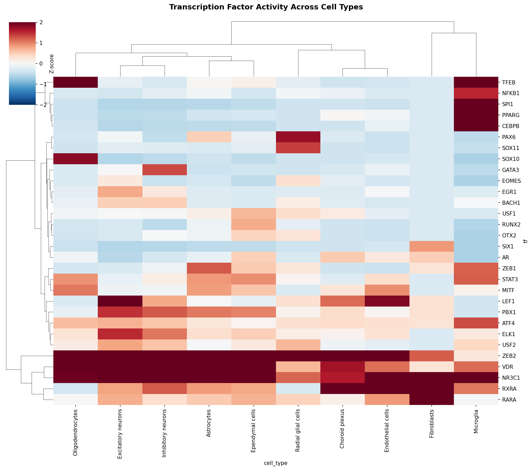 TF Activity Heatmap