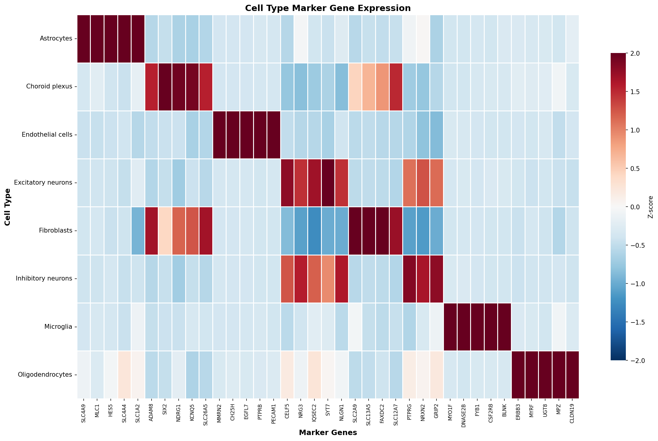Marker Gene Heatmap