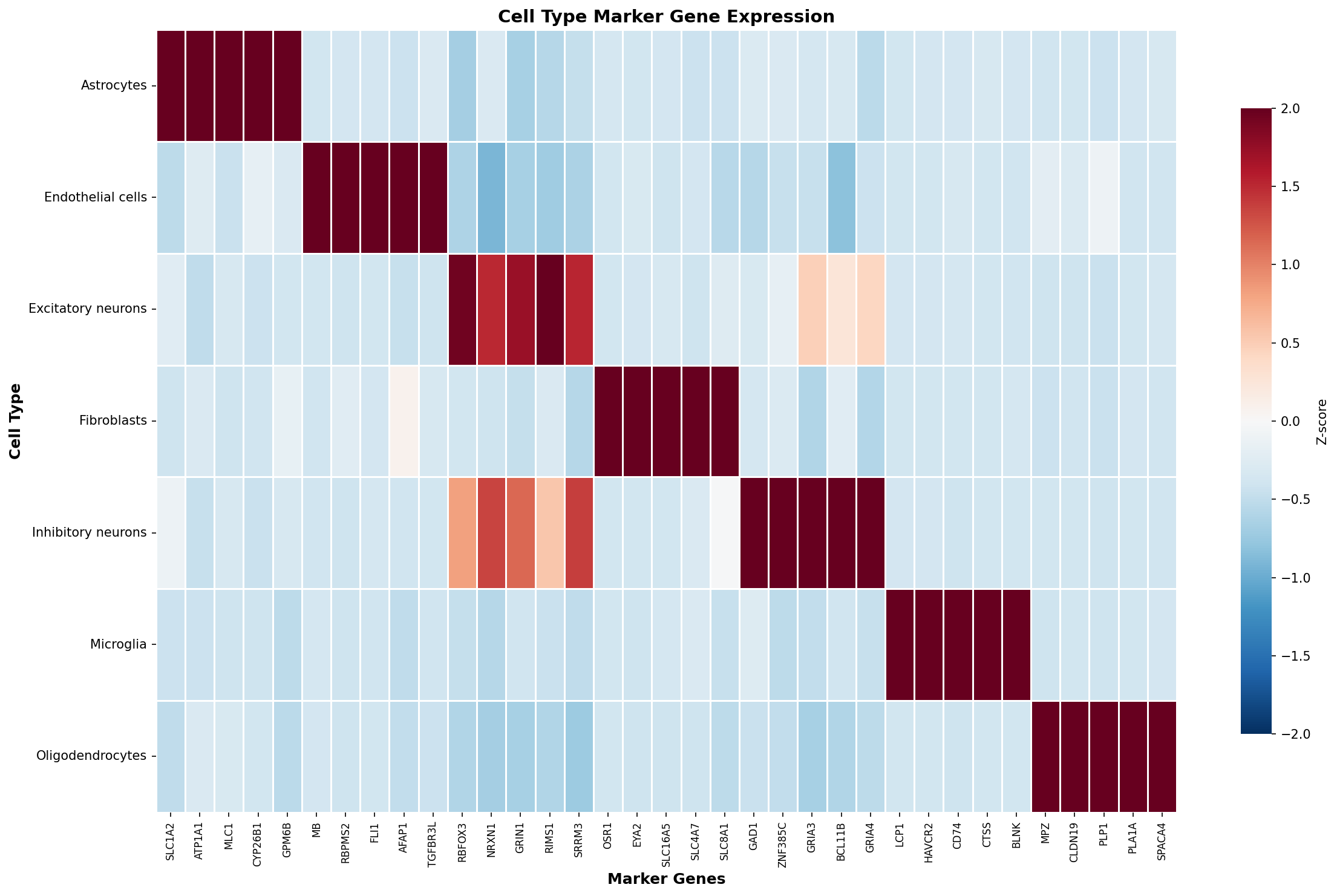 Marker Gene Heatmap