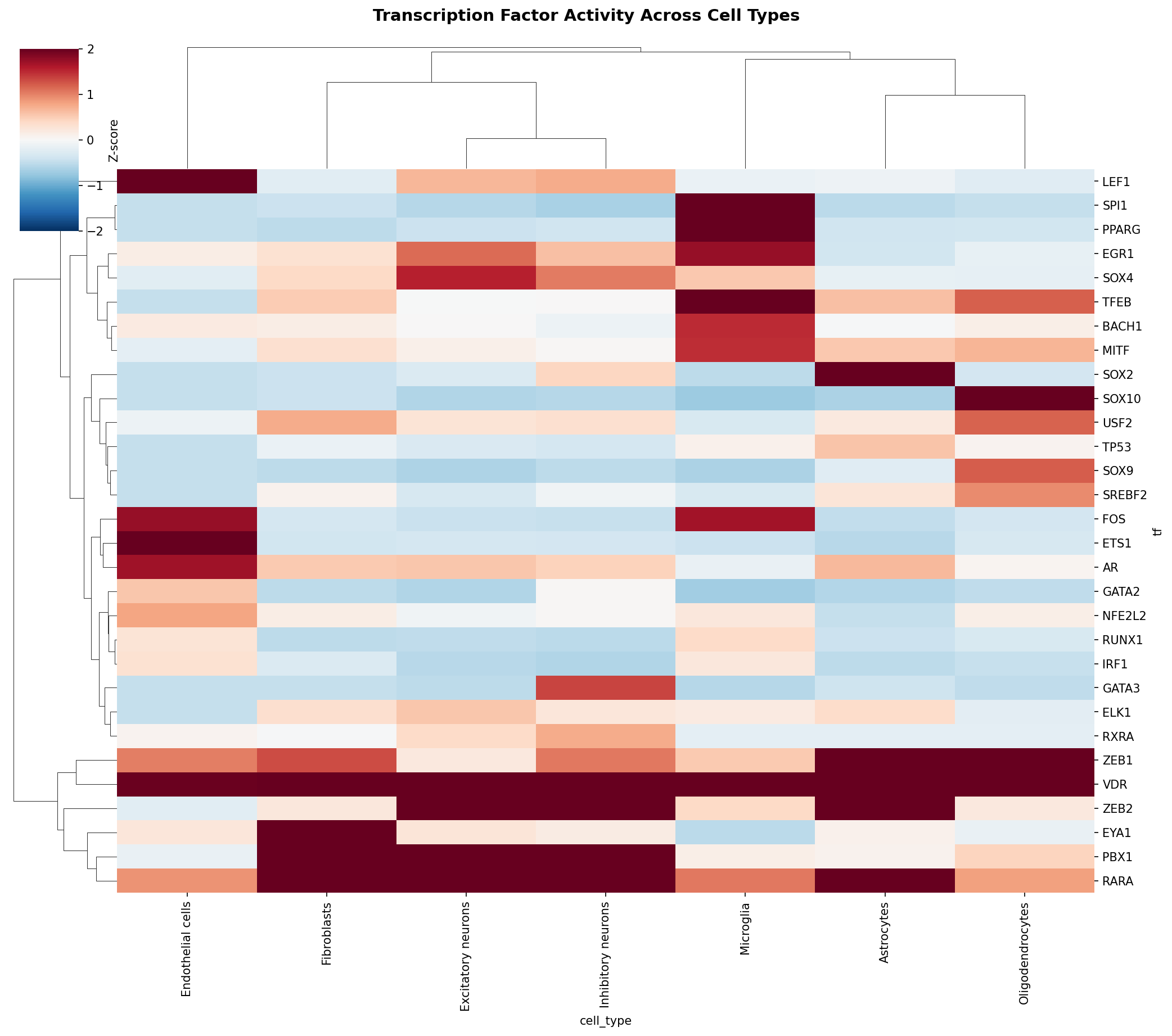 TF Activity Heatmap