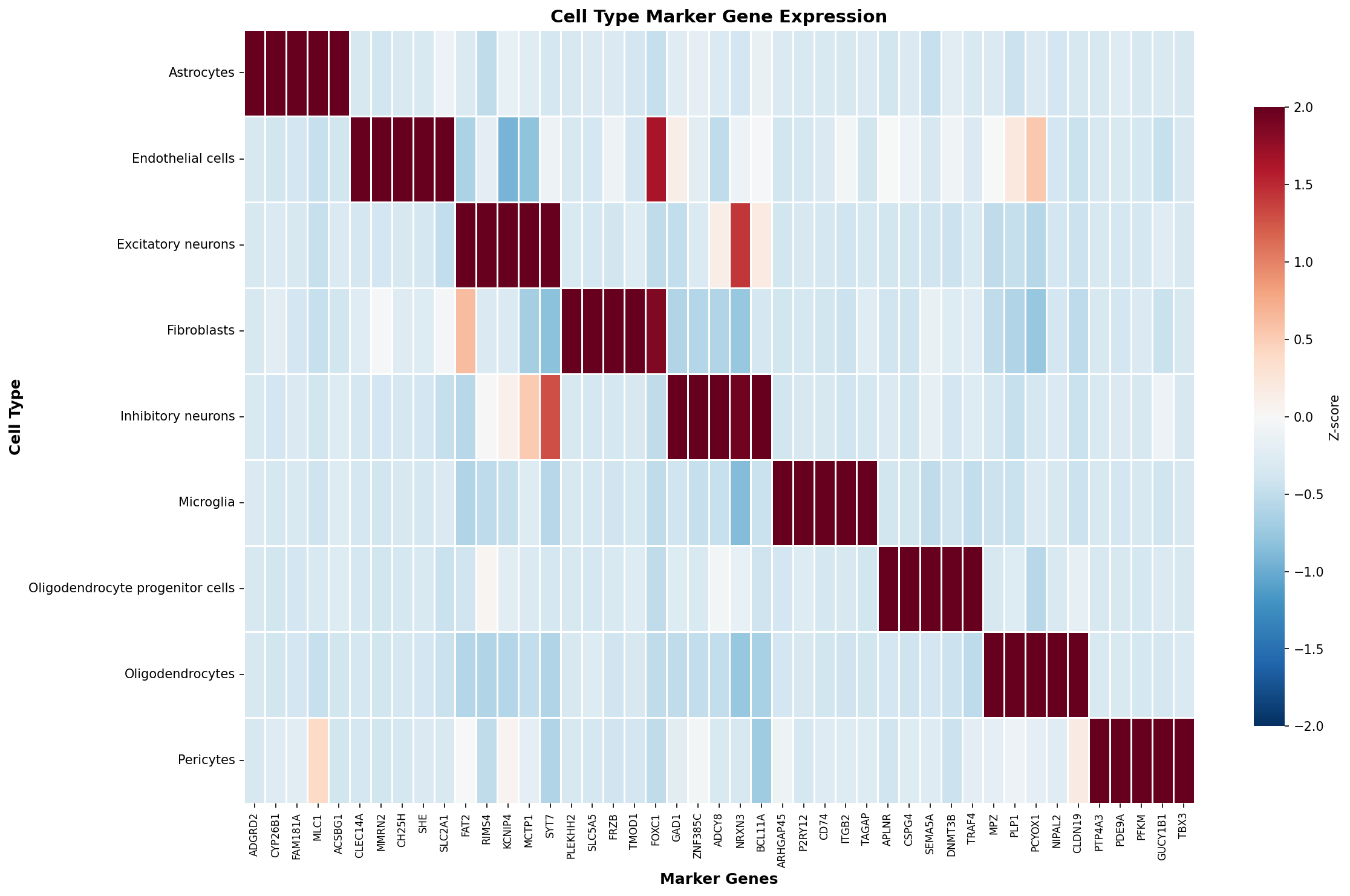 Marker Gene Heatmap