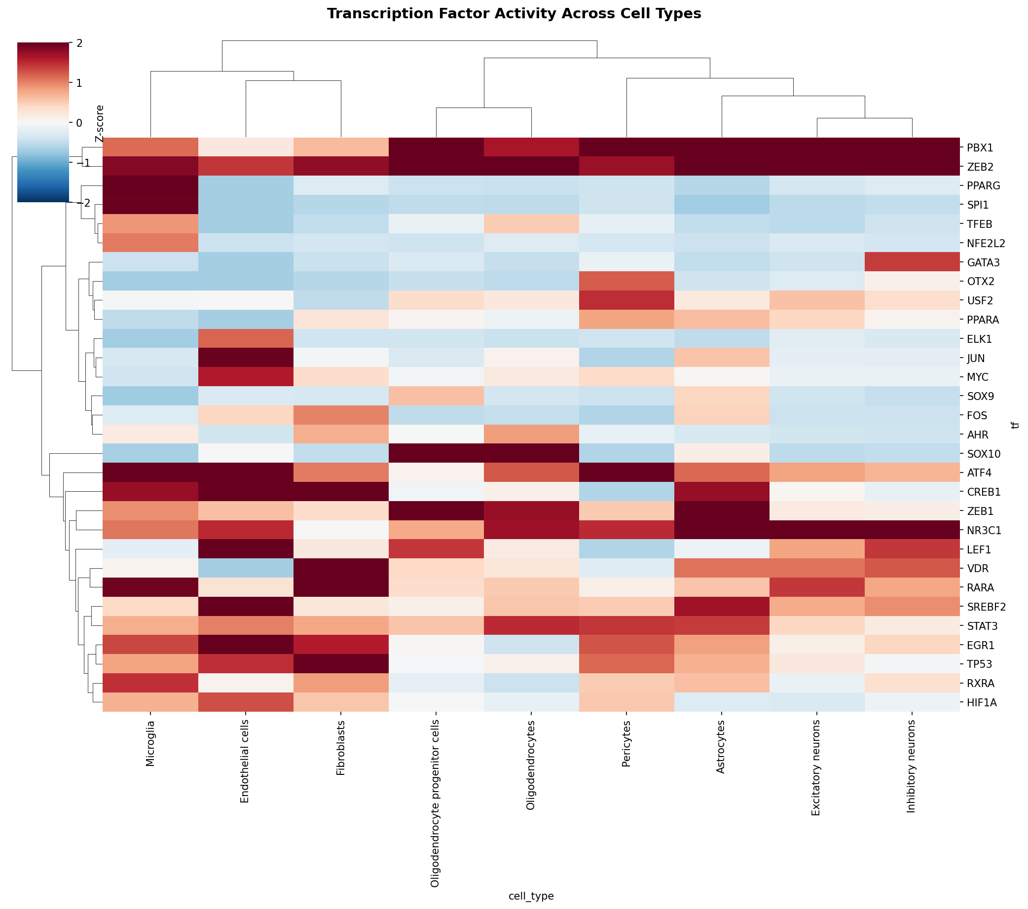 TF Activity Heatmap