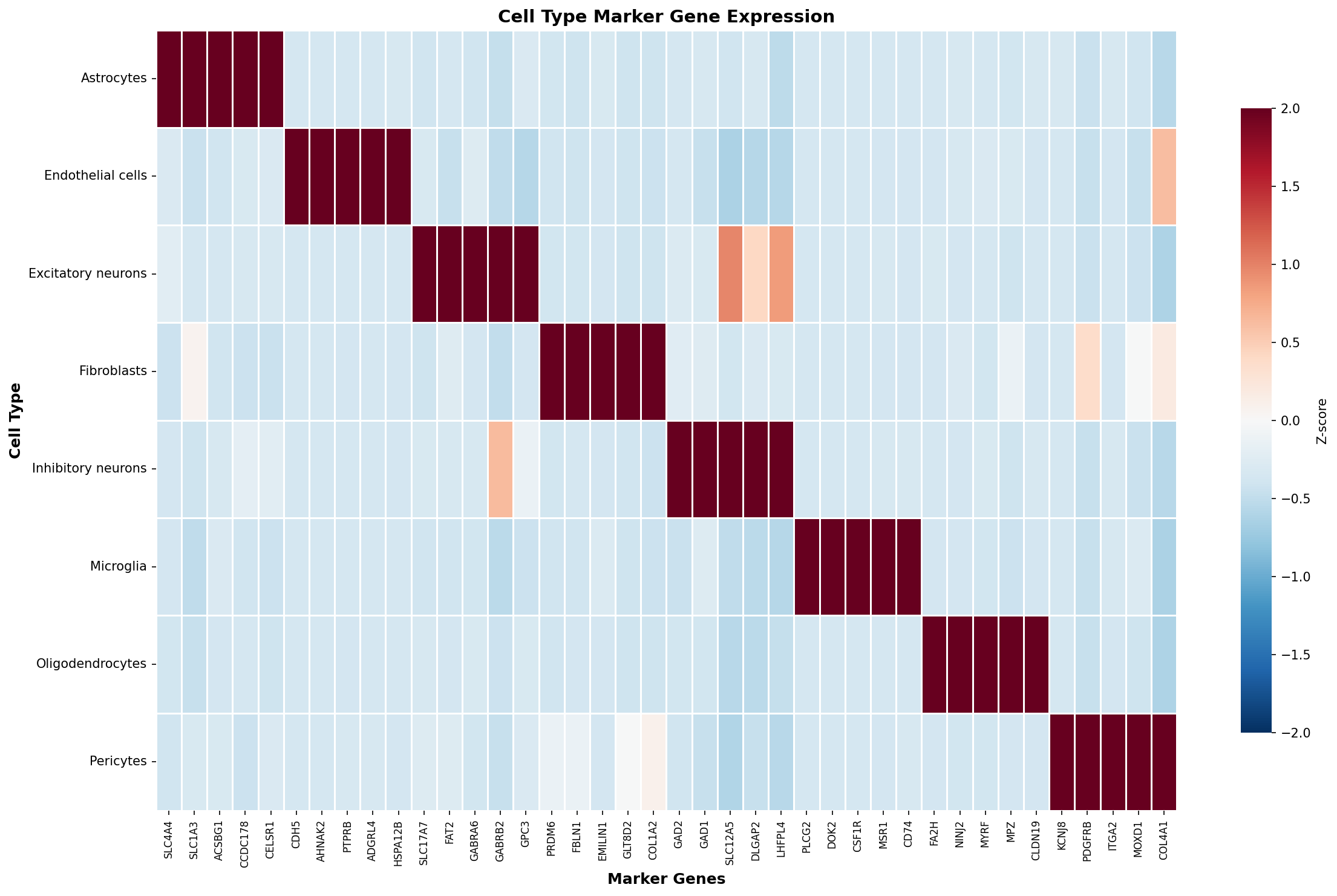 Marker Gene Heatmap