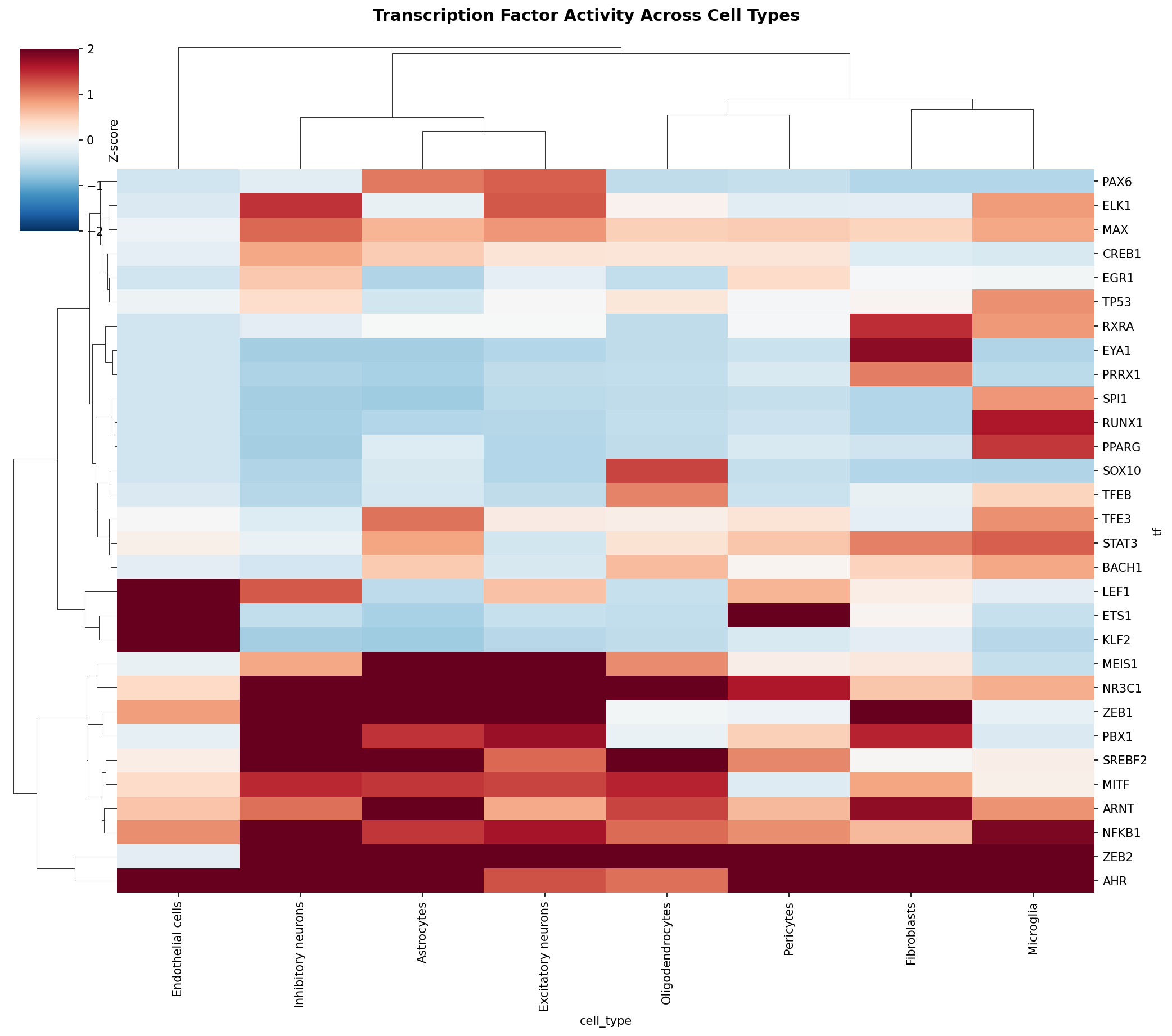 TF Activity Heatmap