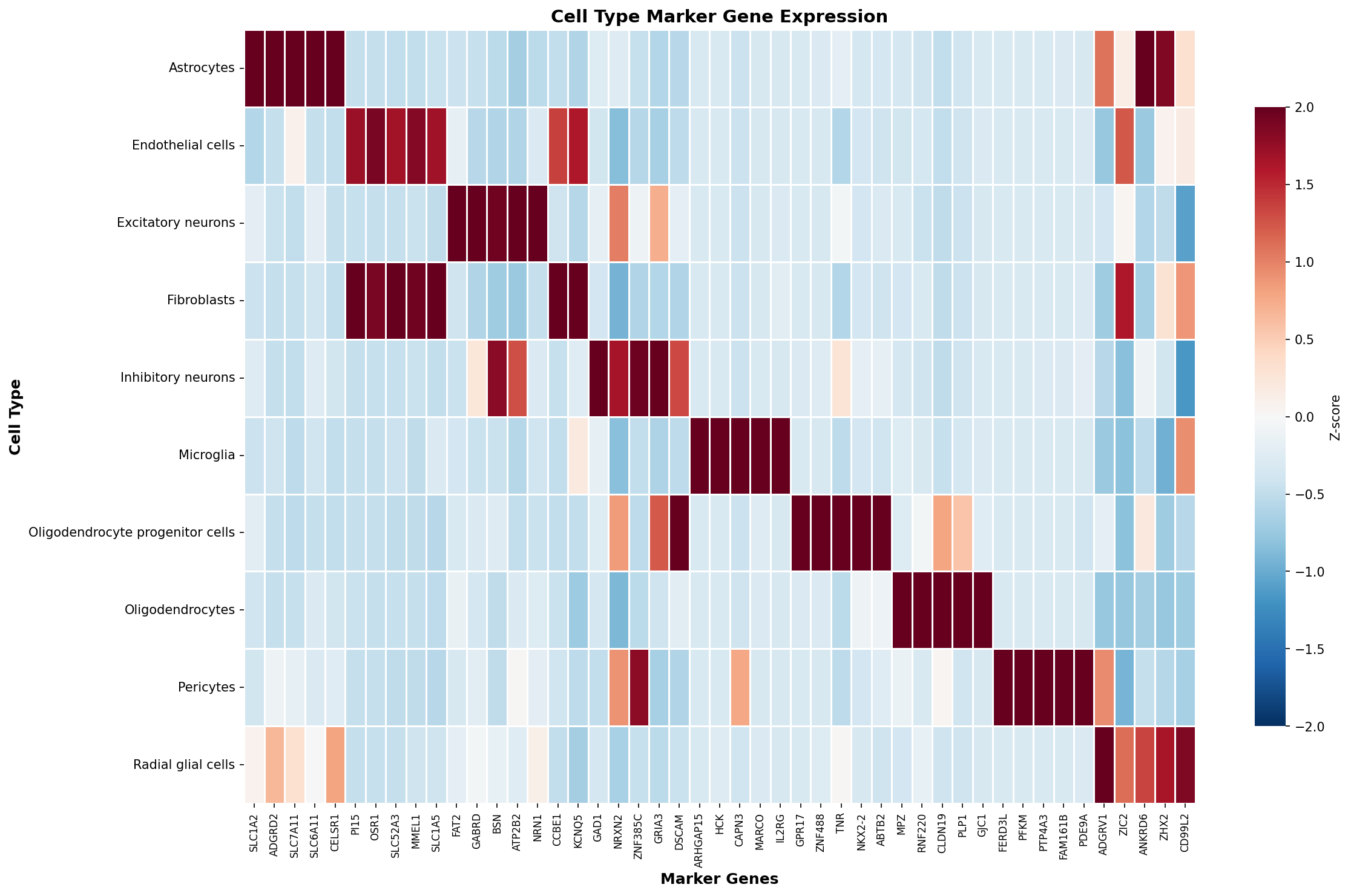 Marker Gene Heatmap