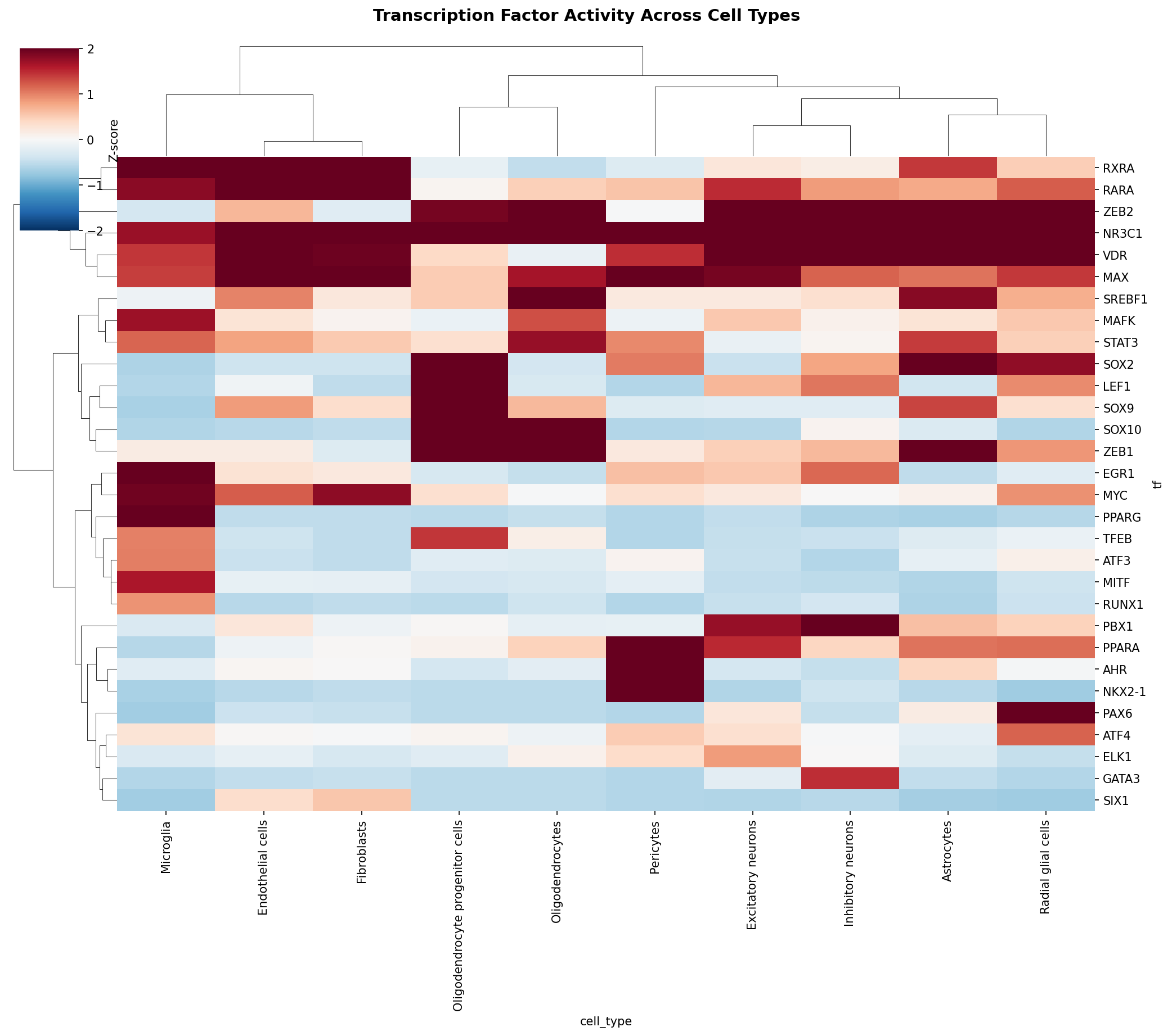 TF Activity Heatmap